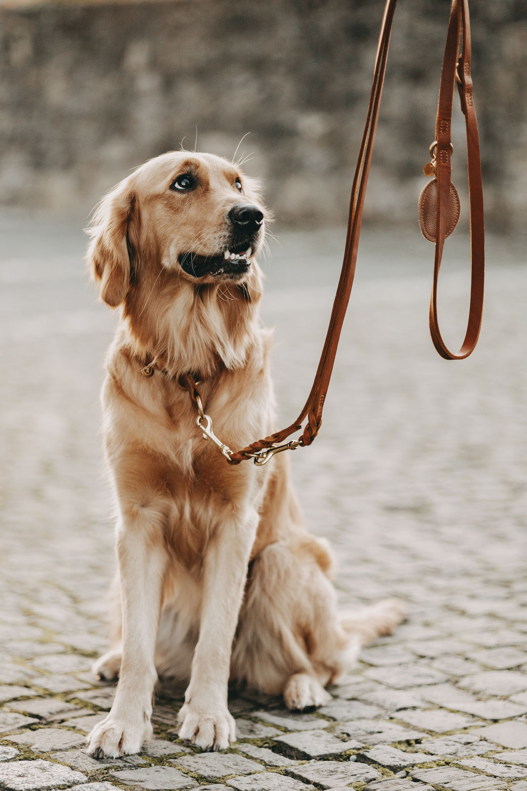 Fettlederleine Brida