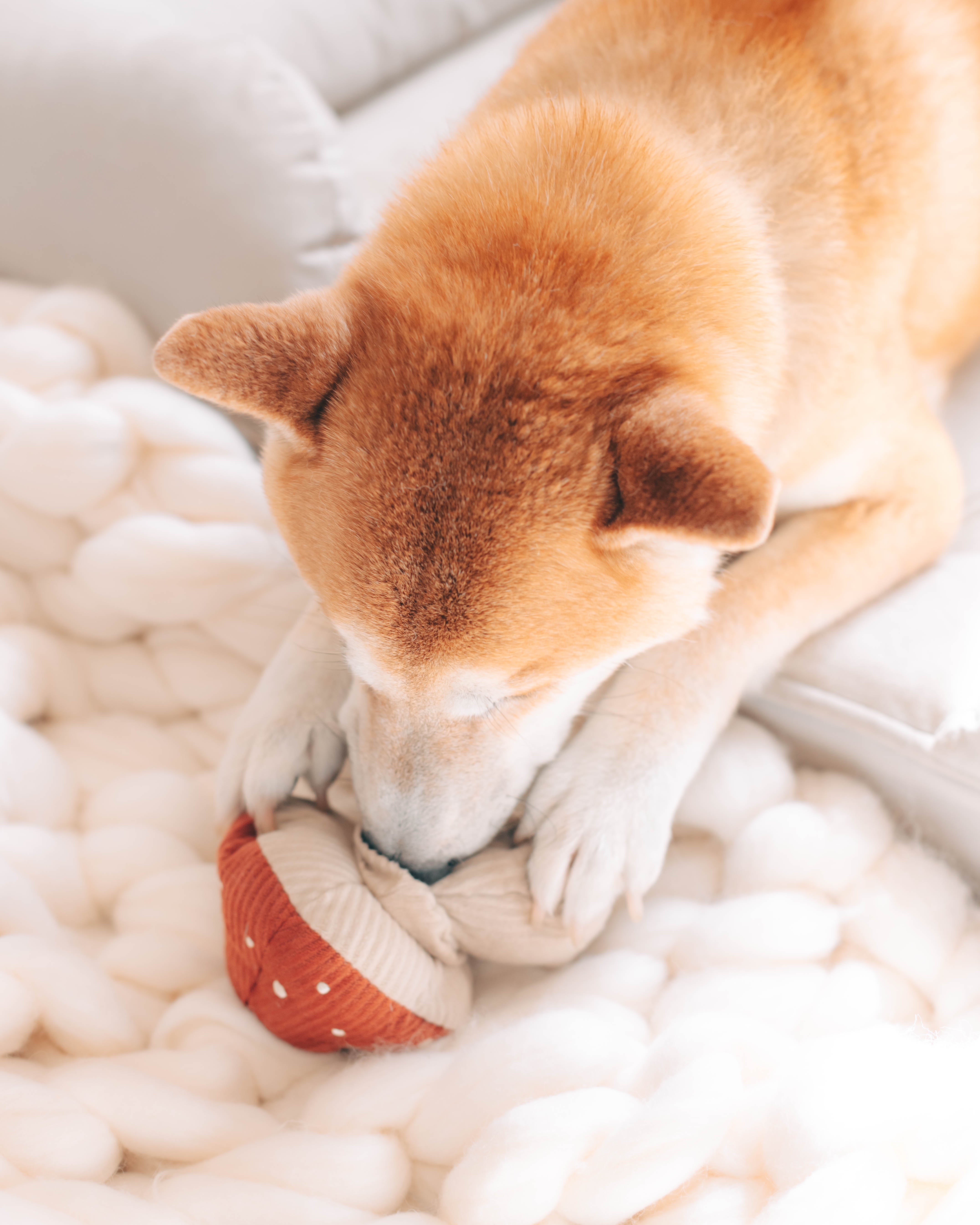 SHROOM Schnüffelpilz