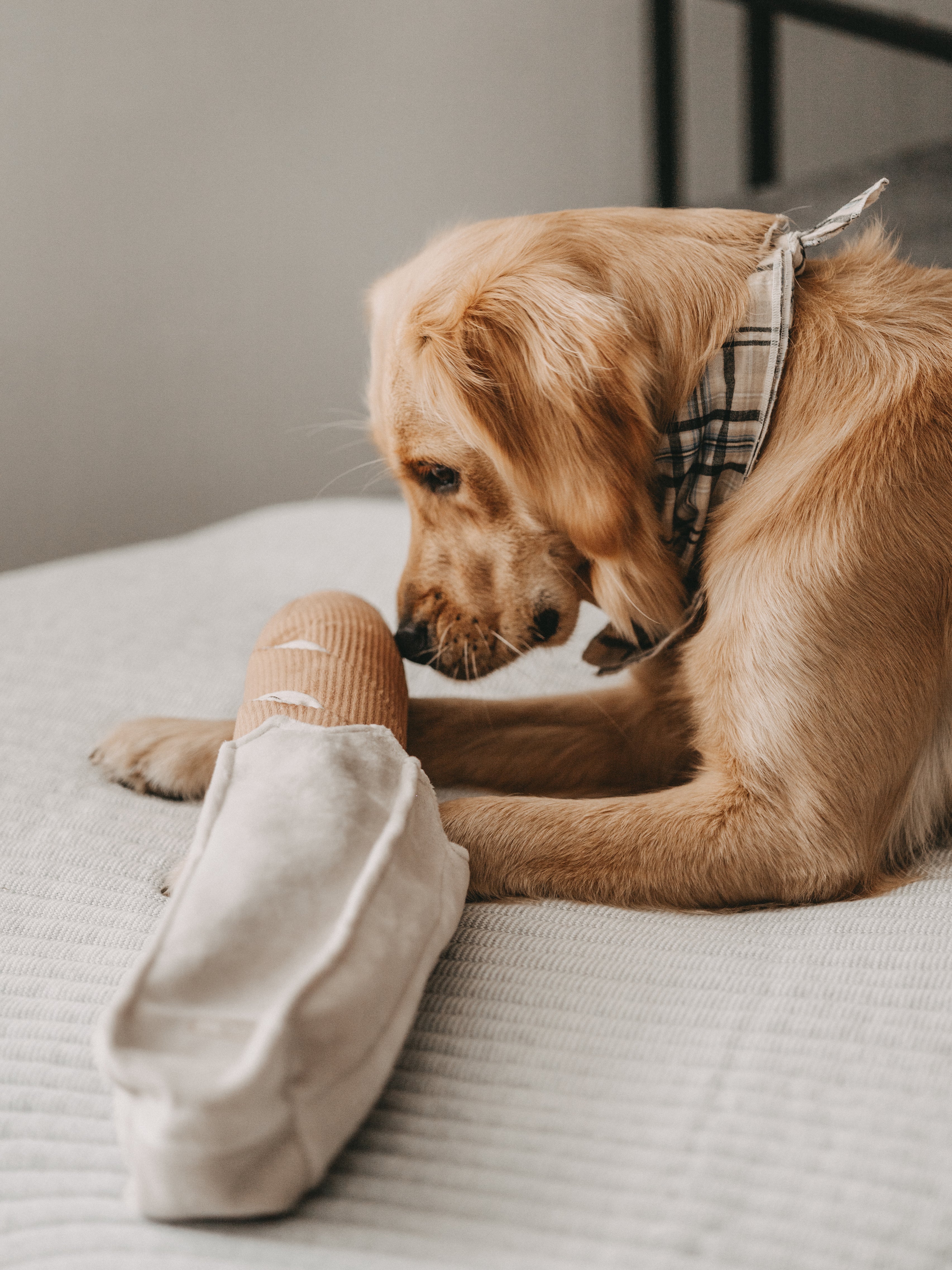 BAGUETTE Schnüffelspielzeug