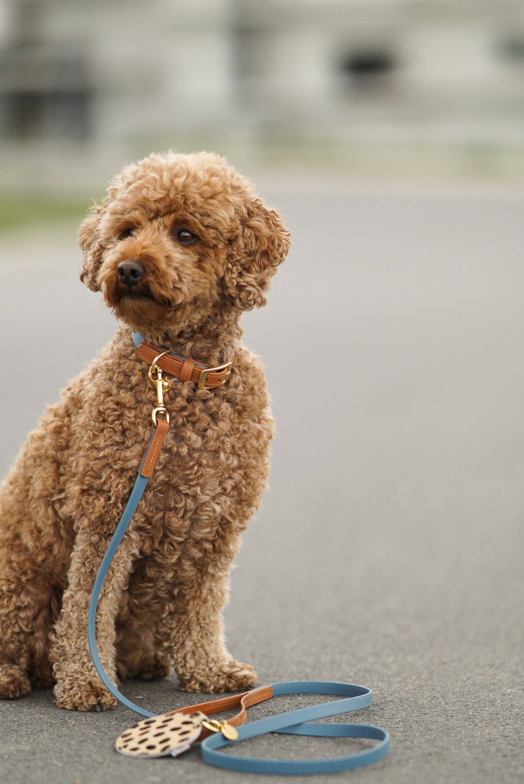 Biothane Short Guide Maddison Small