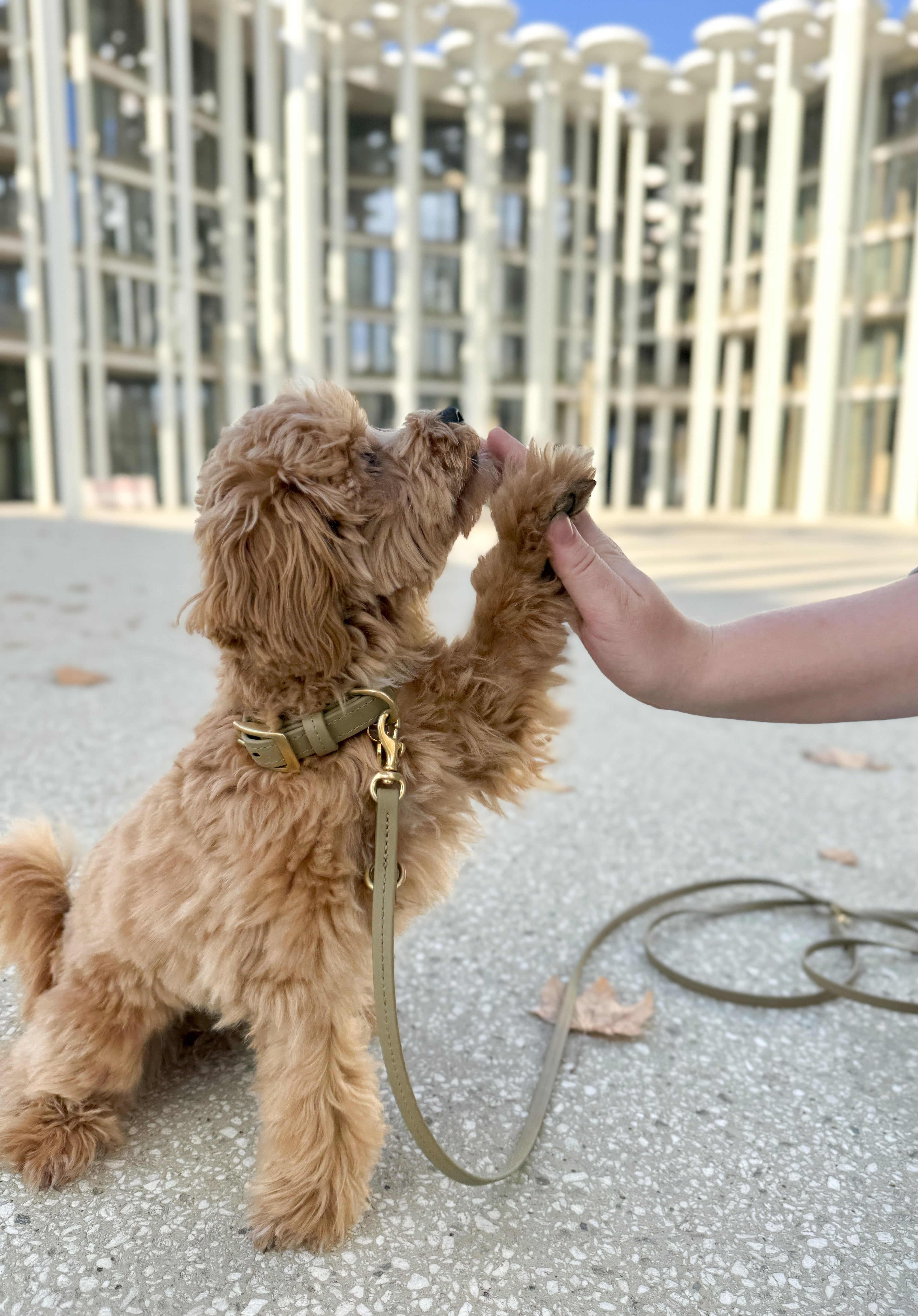 Biothane Halsband Classic individuell