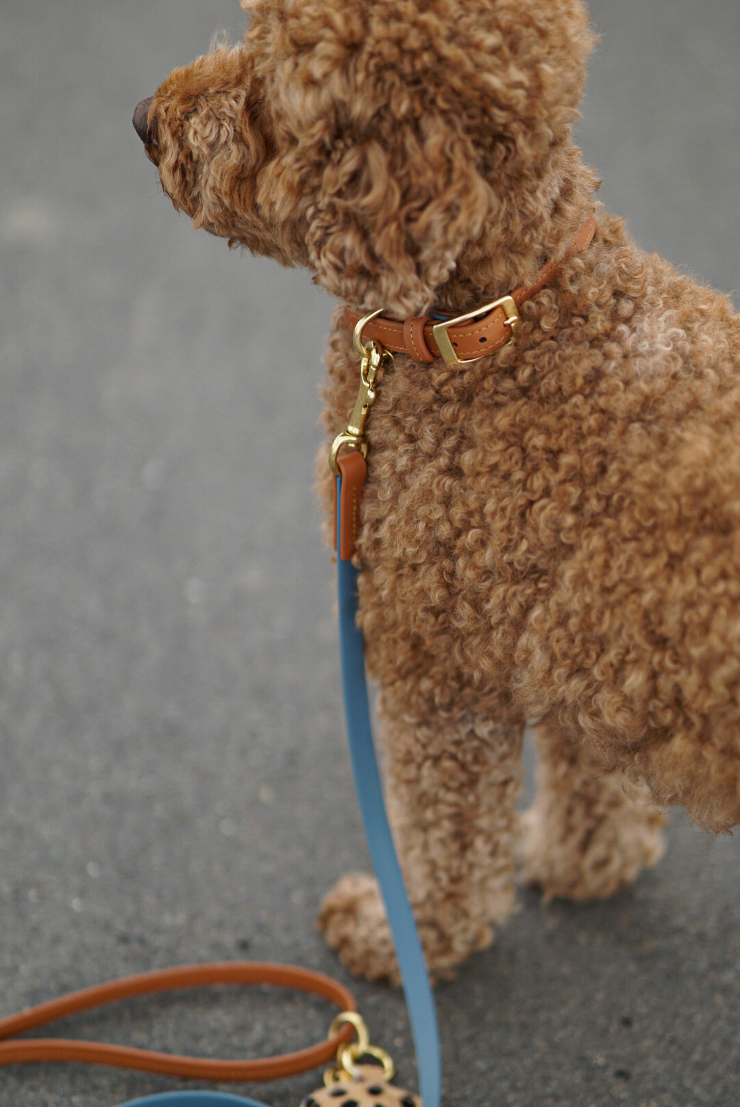 Biothane Halsband Maddison individuell