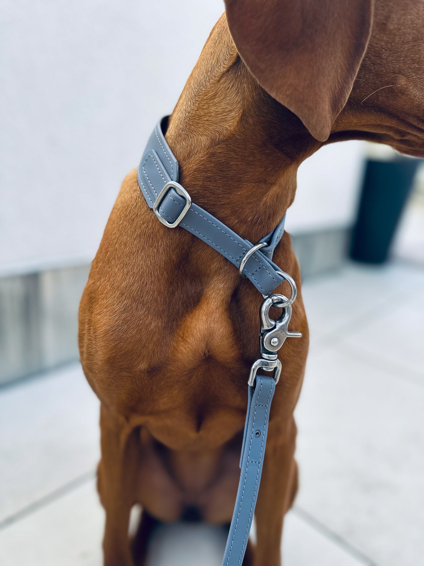 Biothane Zugstopphalsband Classic 38mm