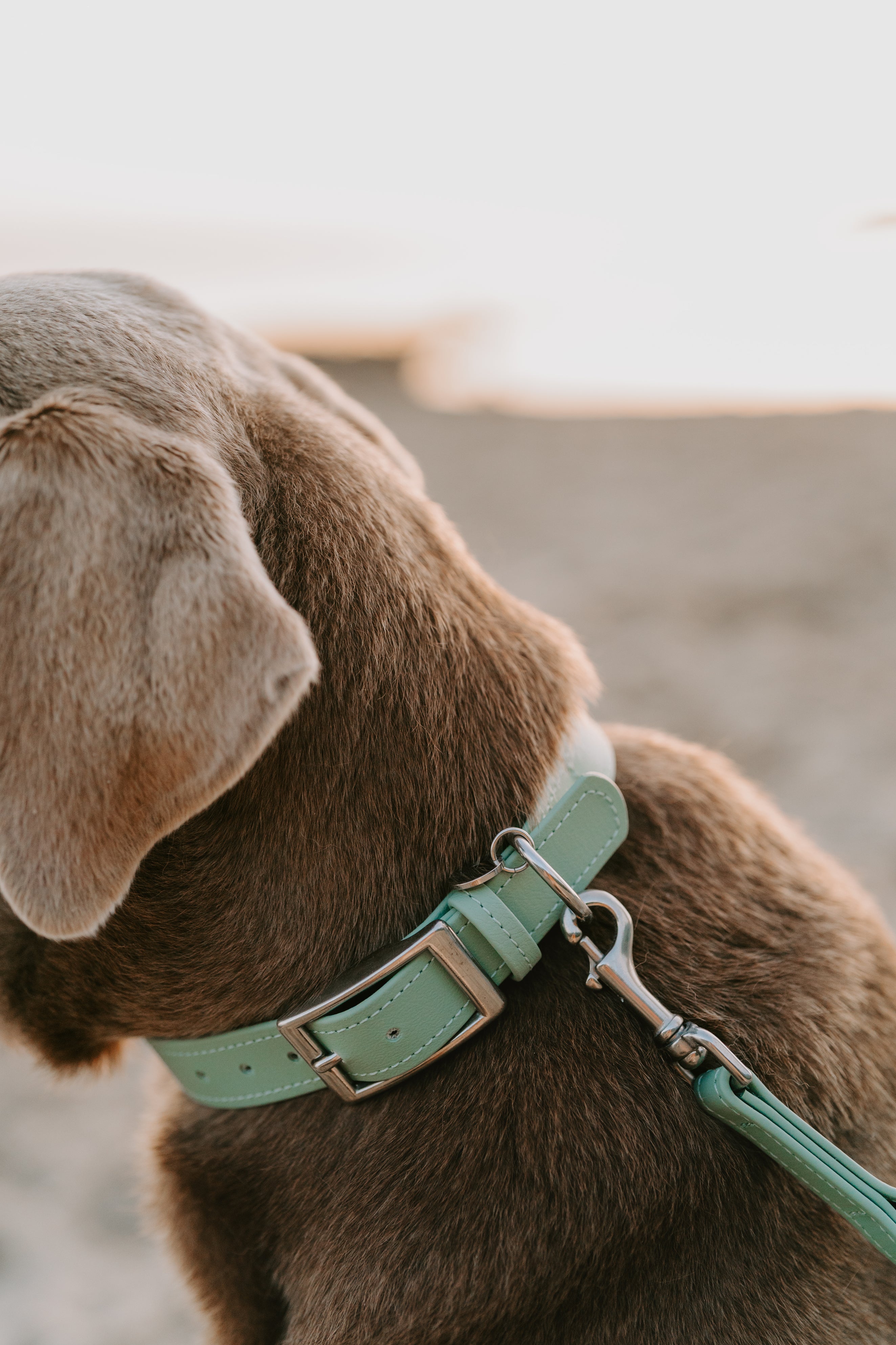 Biothane Halsband Classic individuell