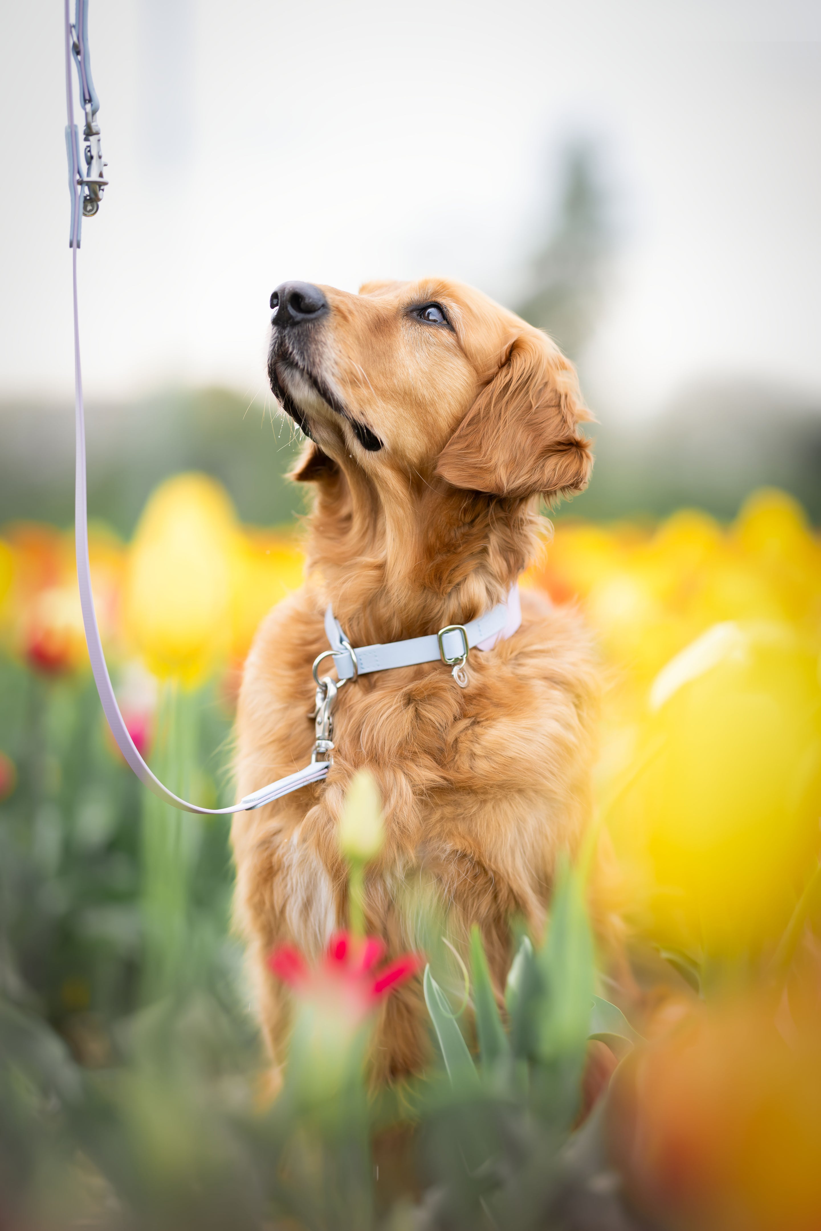 Biothane Zugstopphalsband Maddison 38mm individuell