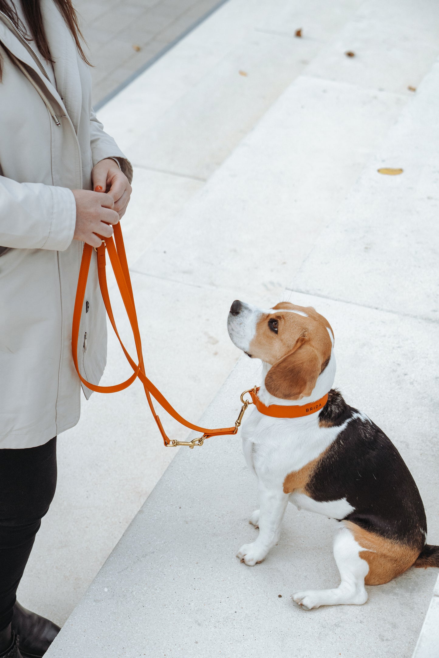 <transcy>Biothane leash Classic</transcy>