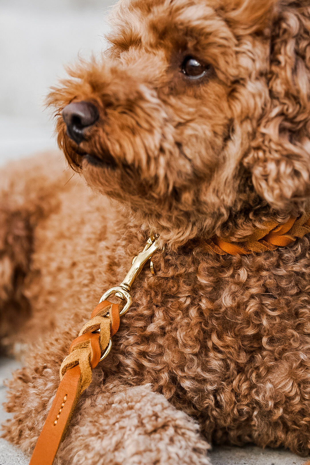 Fettlederleine Brida small