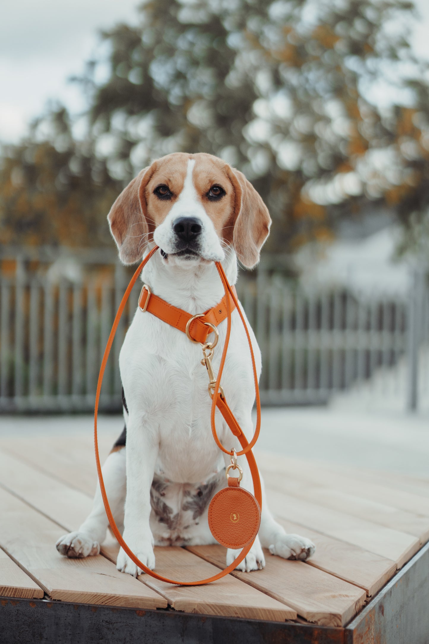 <transcy>Biothane leash Classic</transcy>