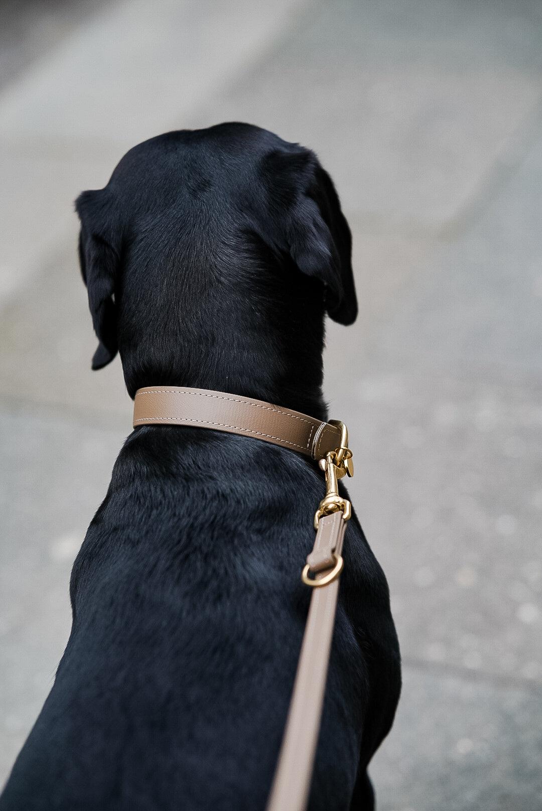Biothane Halsband Classic