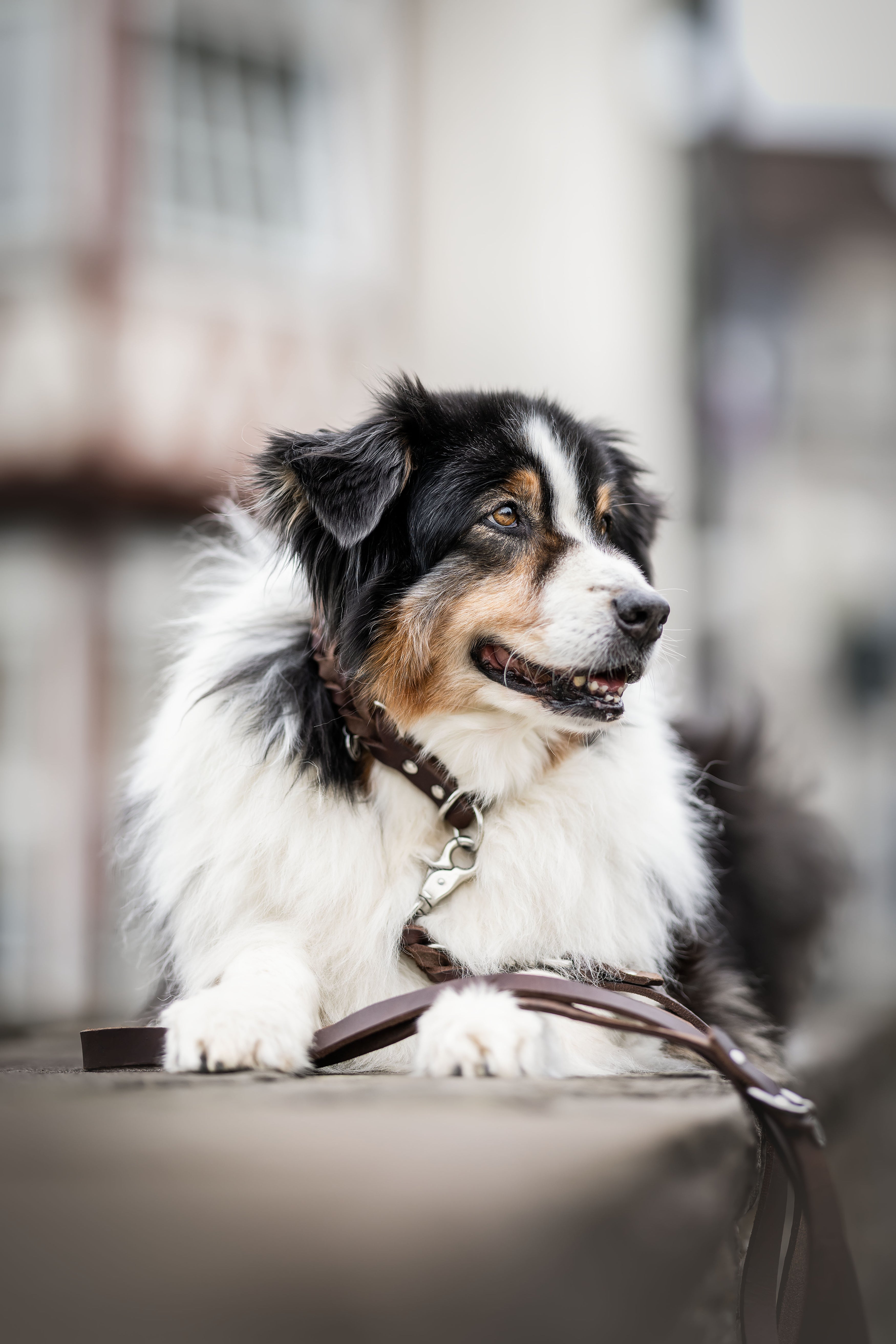 Fettleder-Zugstopphalsband geflochten individuell