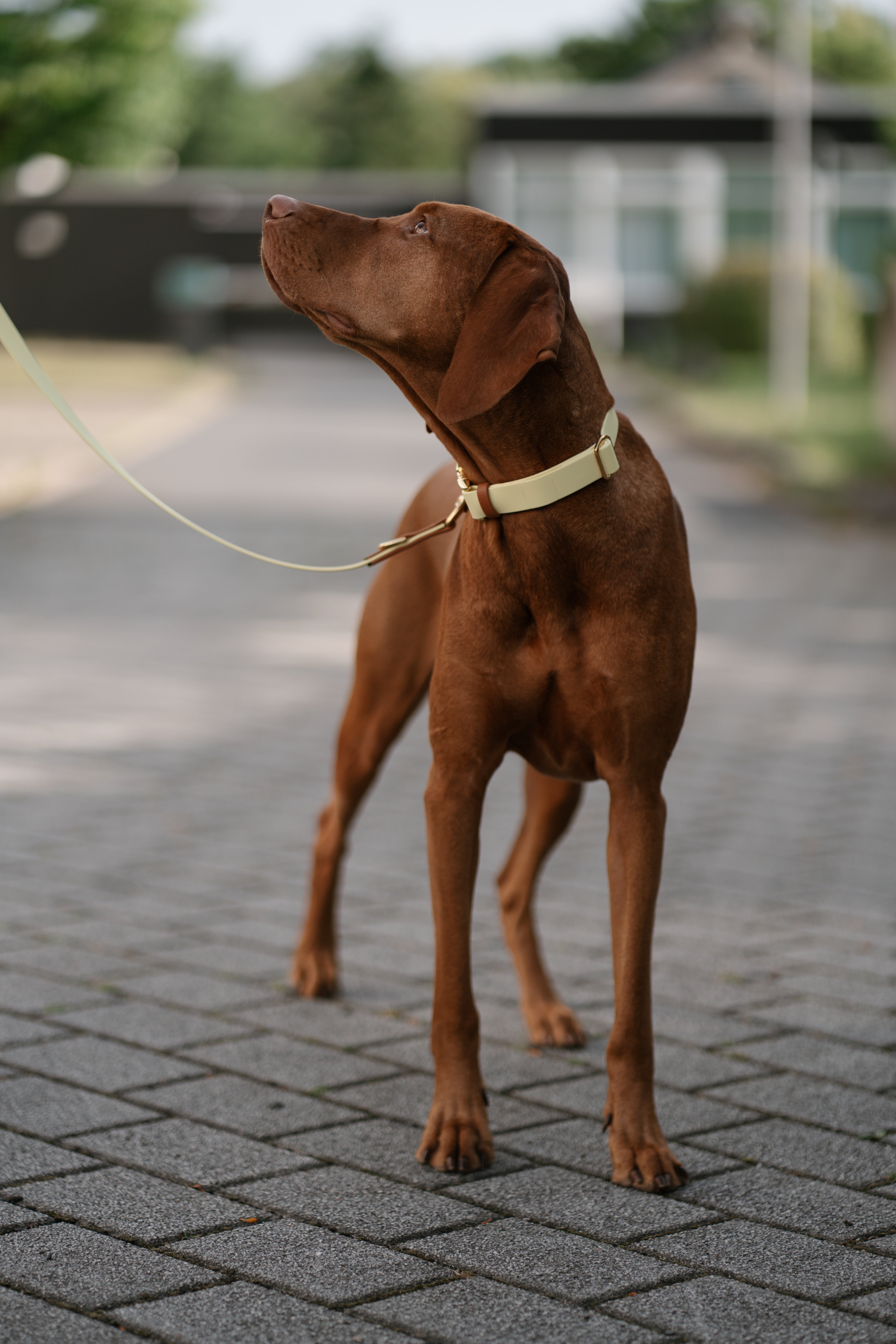 Biothane Halsband Maddison-Klick individuell