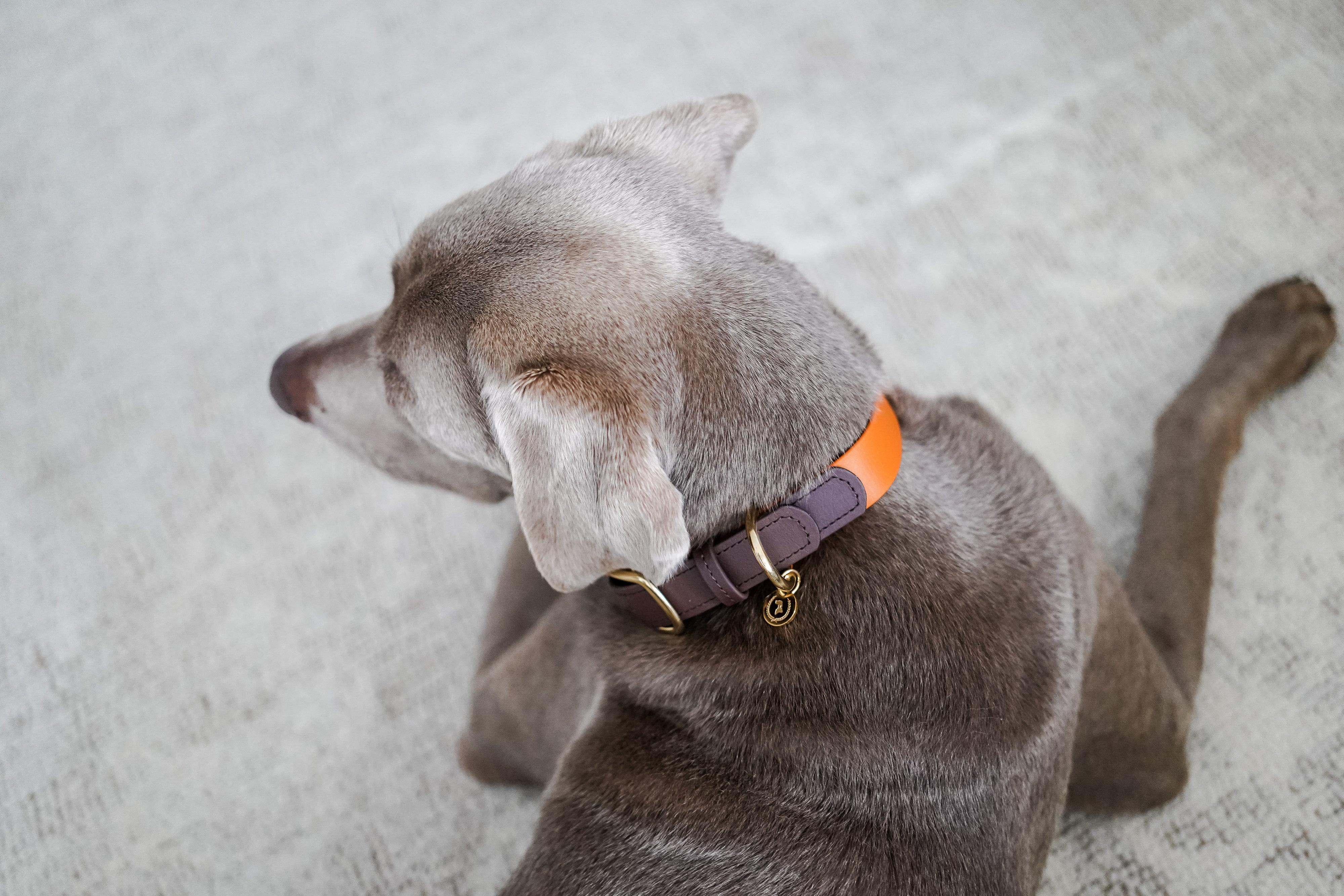 Biothane Halsband Maddison individuell