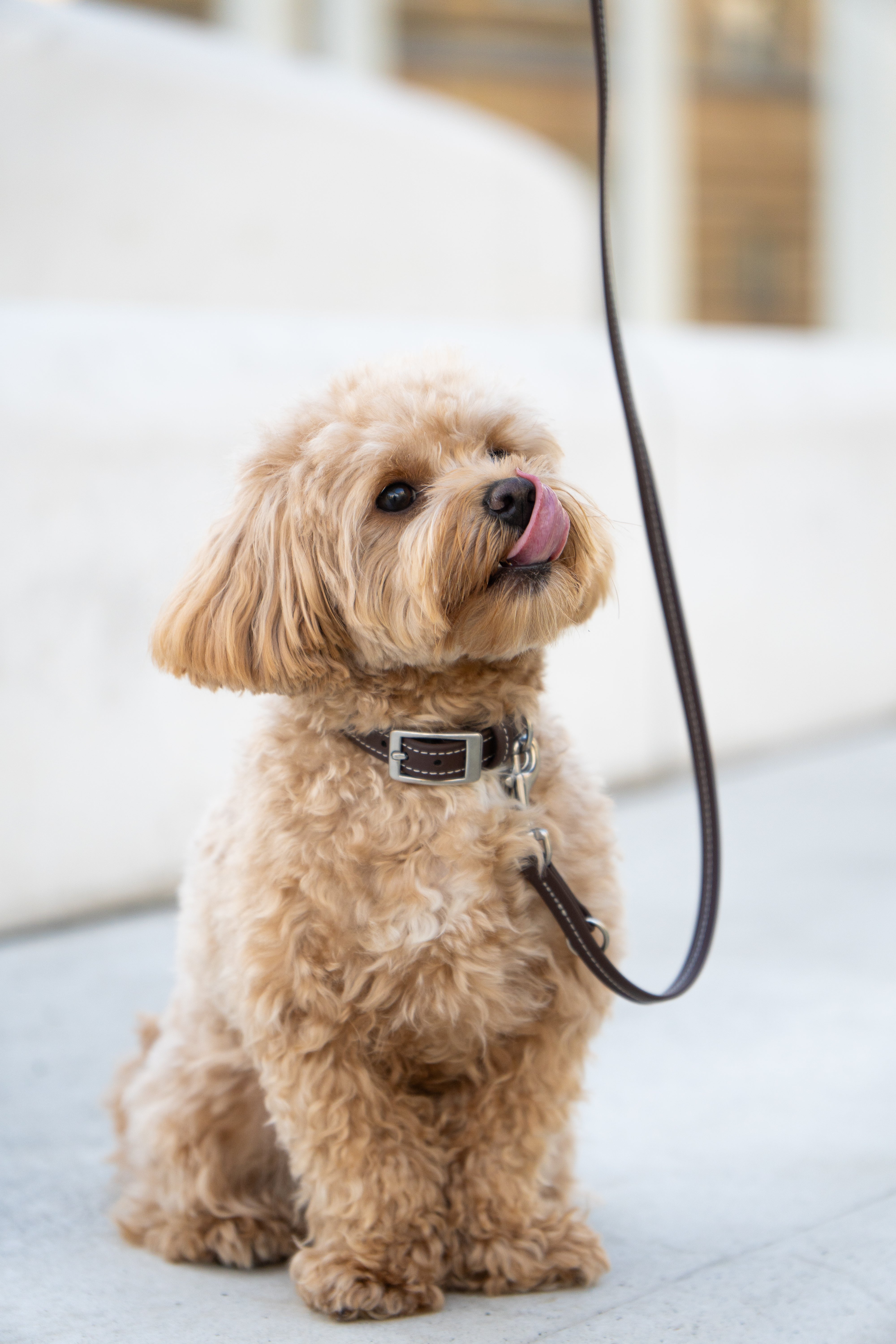 Biothane Halsband Nooka Chocolate small