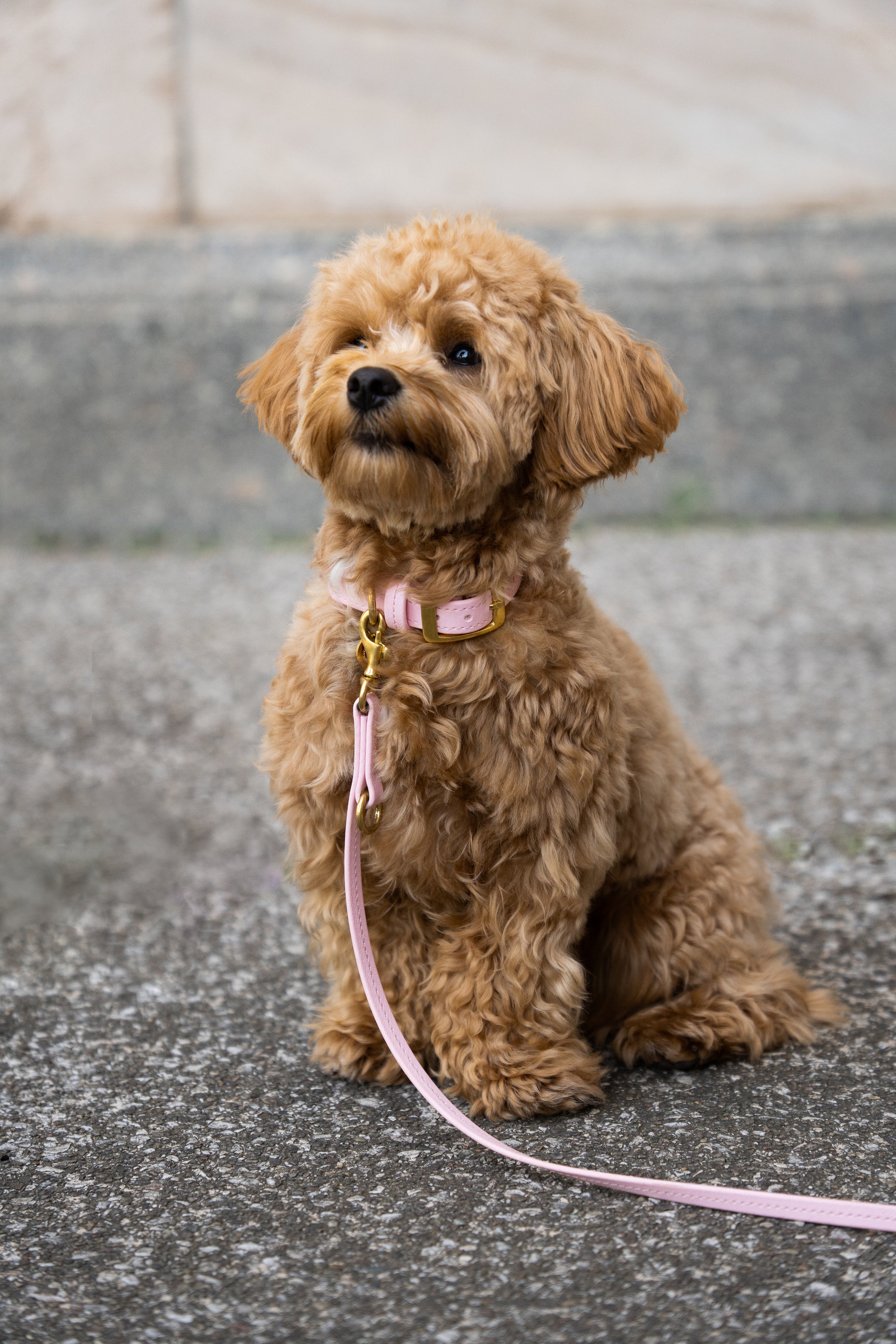 Biothane Halsband Classic individuell