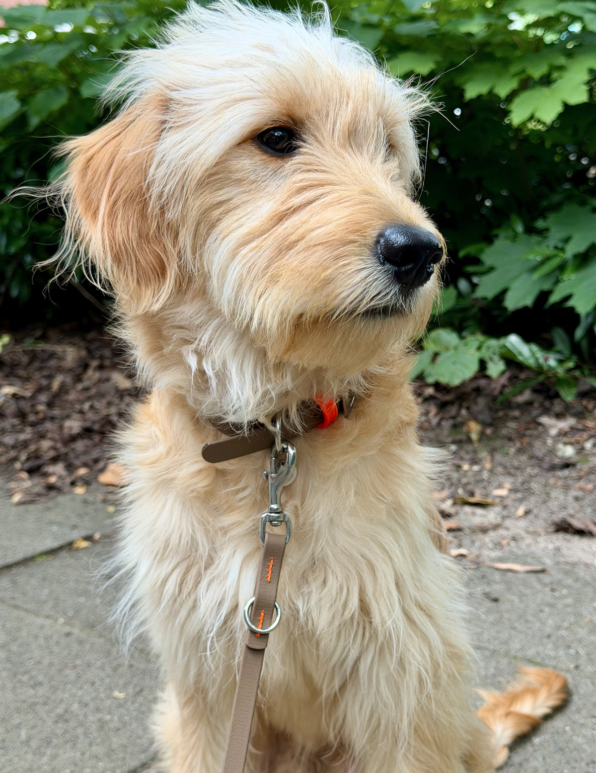 Biothane leash Classic Small