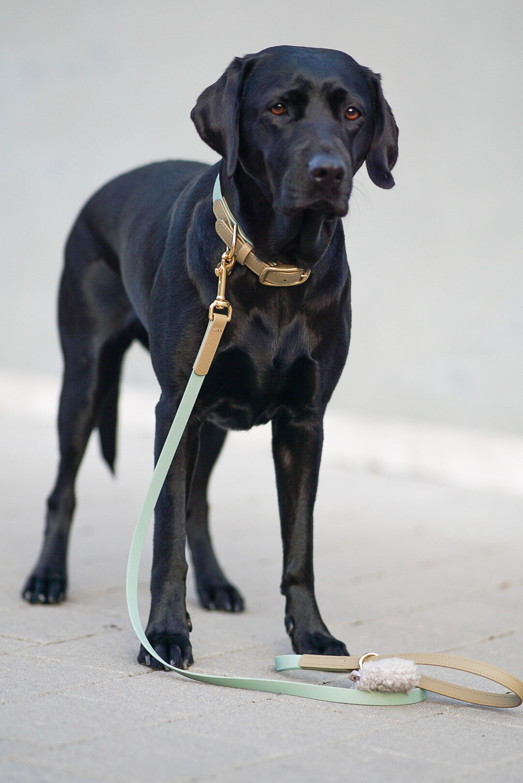 Biothane Kurzführer Maddison individuell