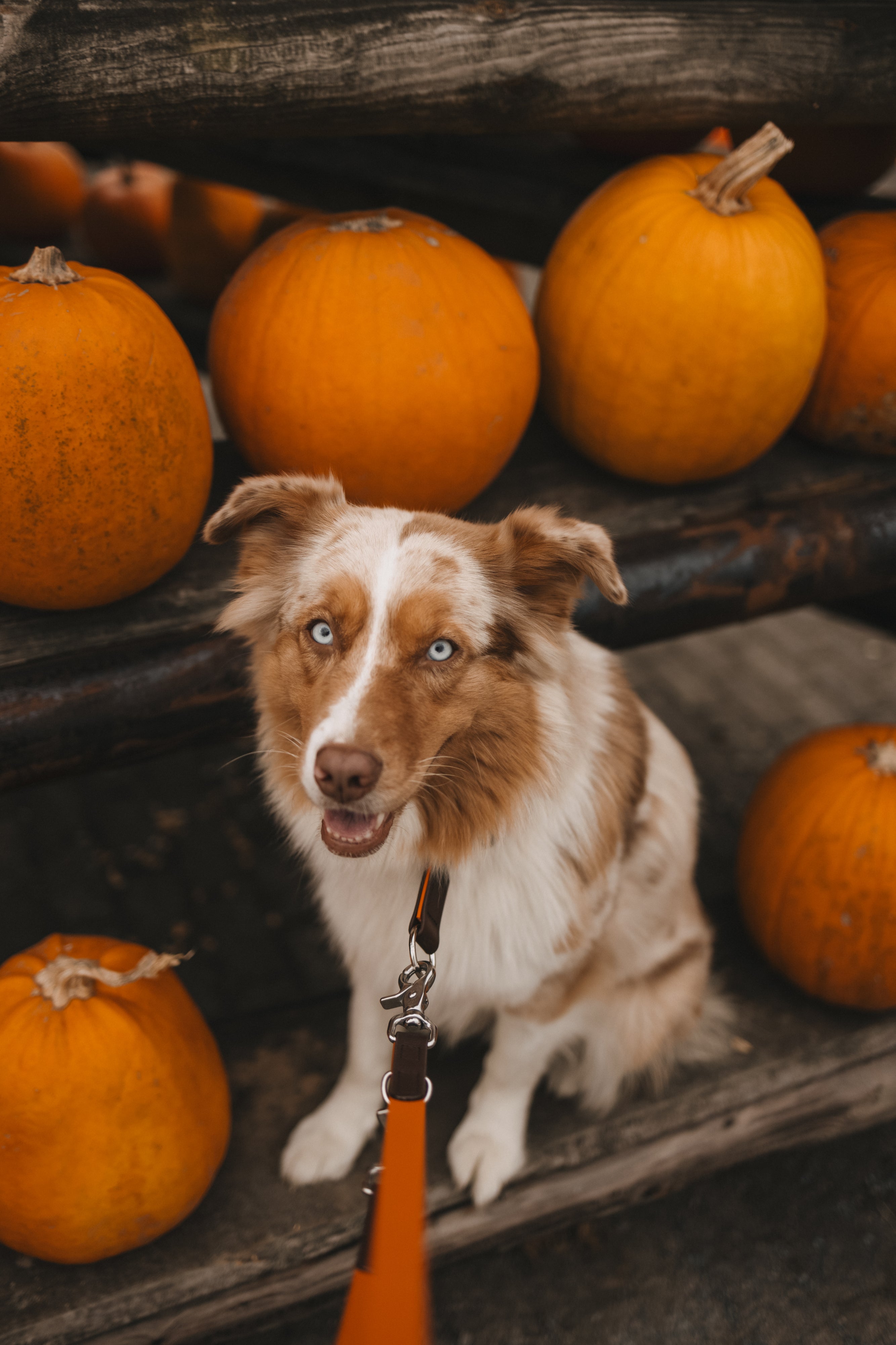 Biothane Leine Maddison individuell