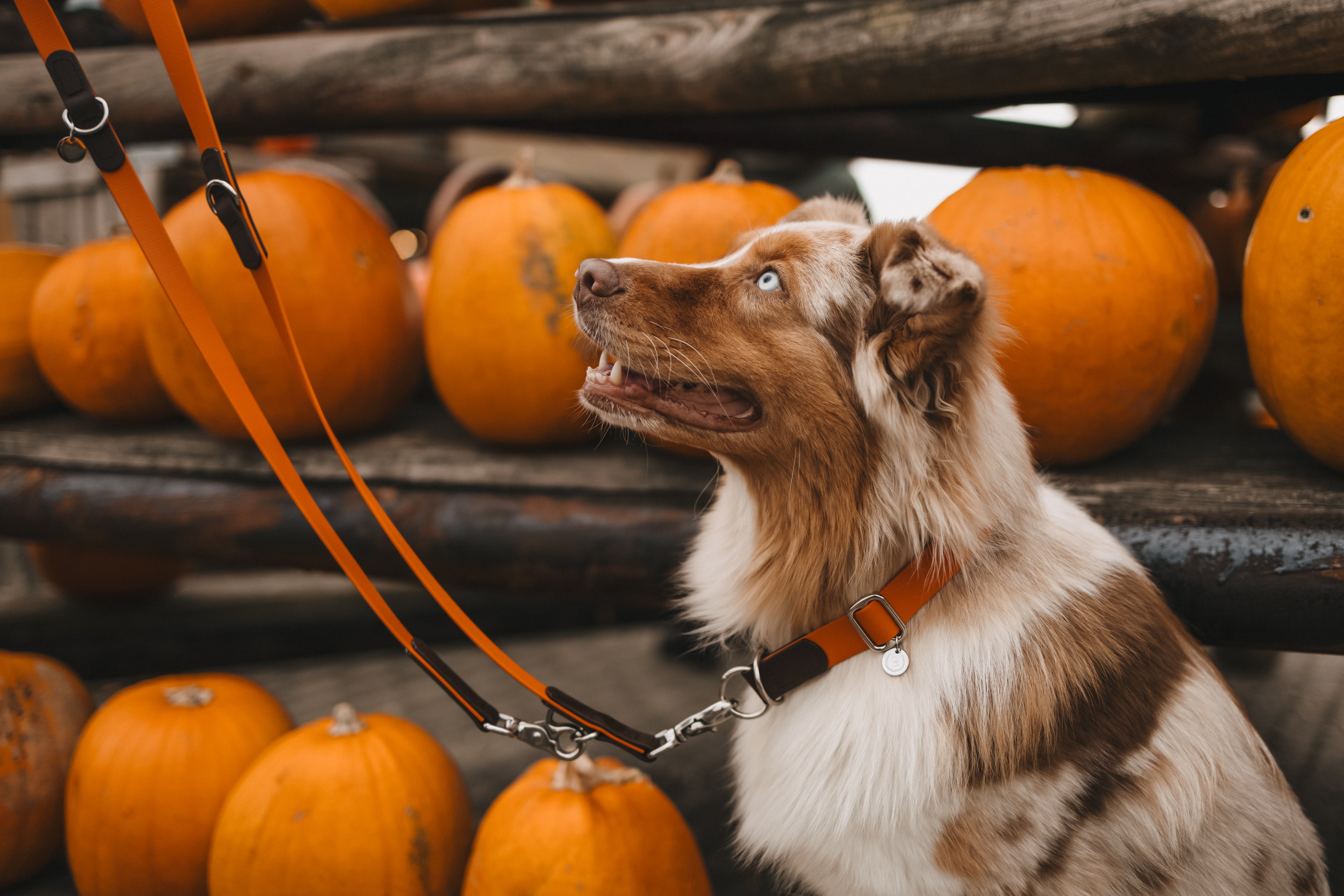 Biothane Zugstopphalsband Maddison individuell