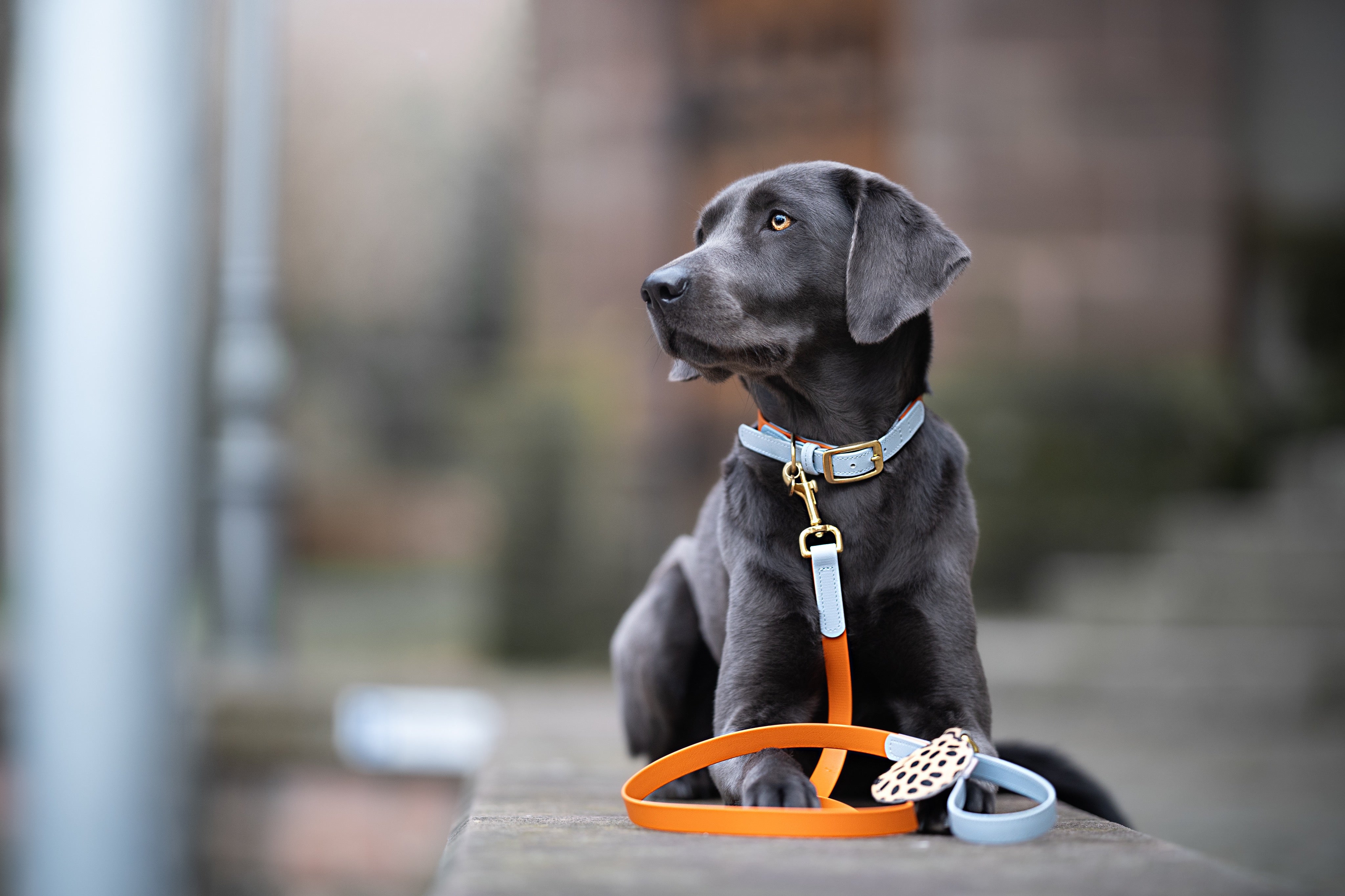 Biothane Halsband Maddison individuell