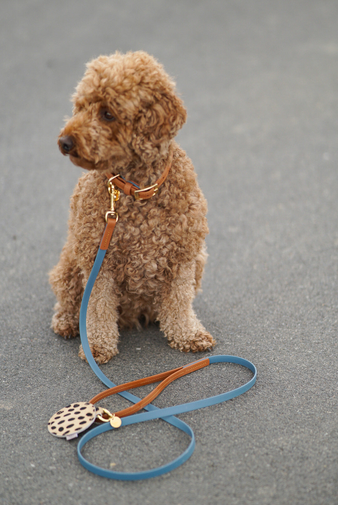 Poop bag dispenser cheetah print - SPECIAL EDITION