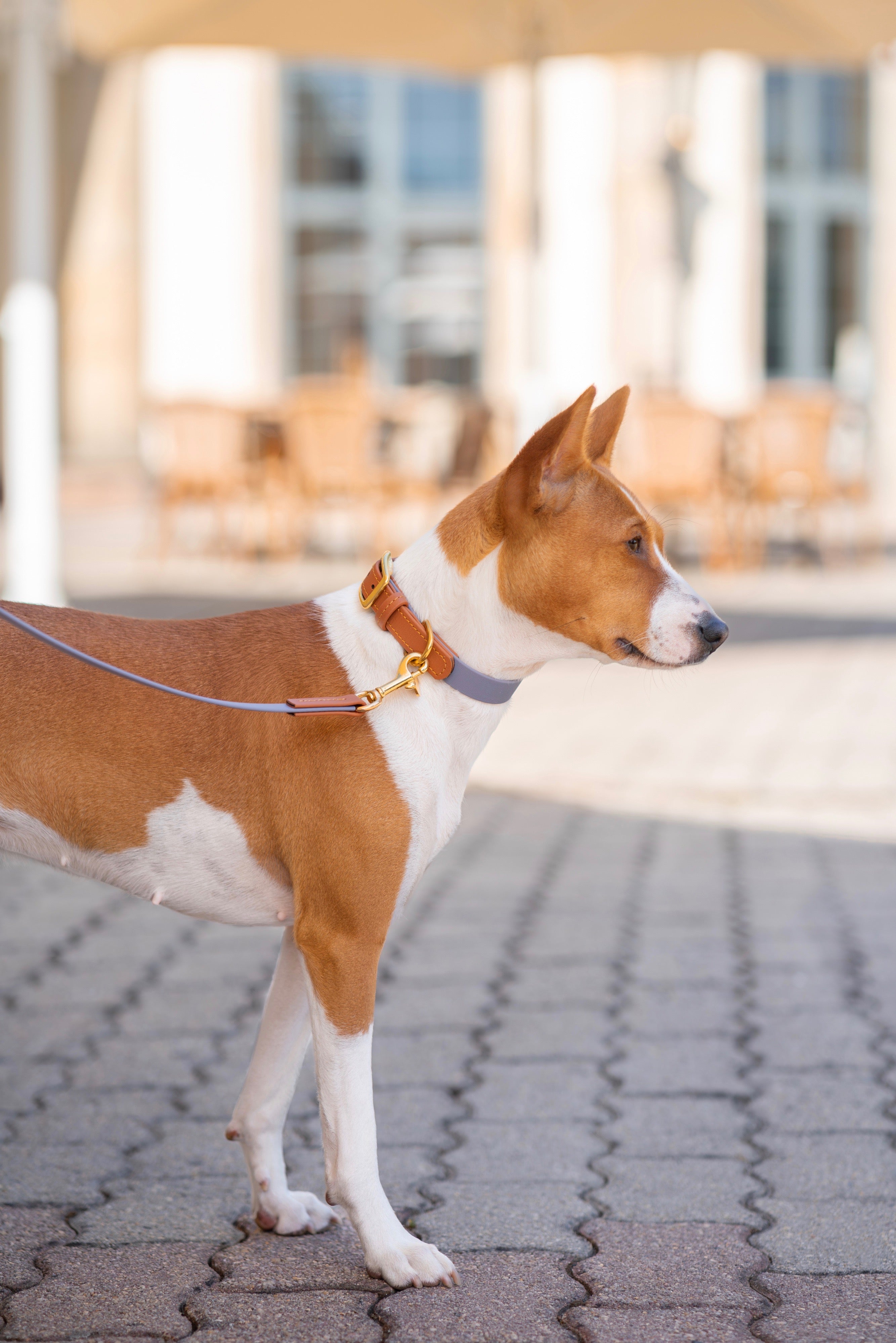 Biothane Halsband Maddison individuell