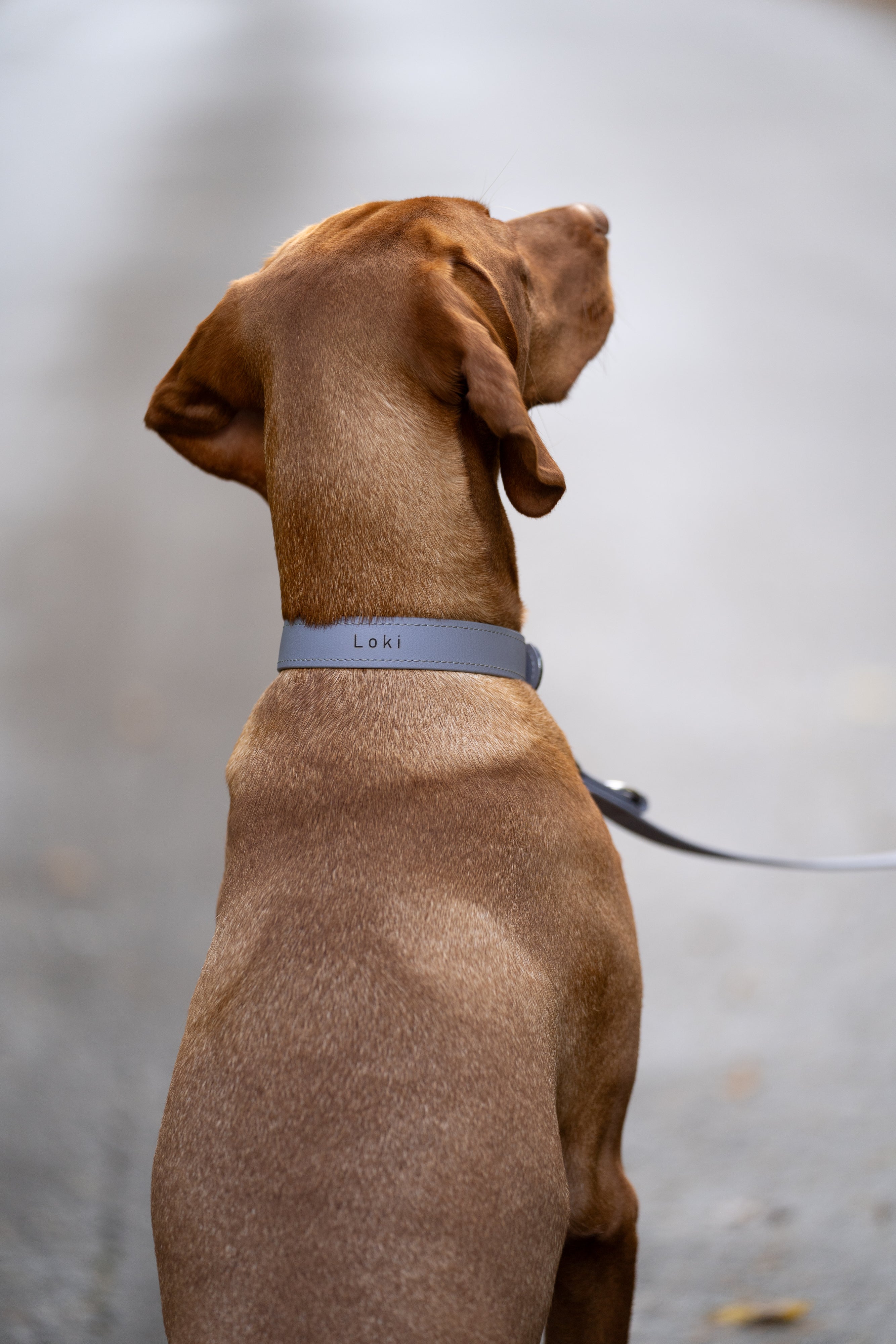 Biothane Halsband Classic individuell