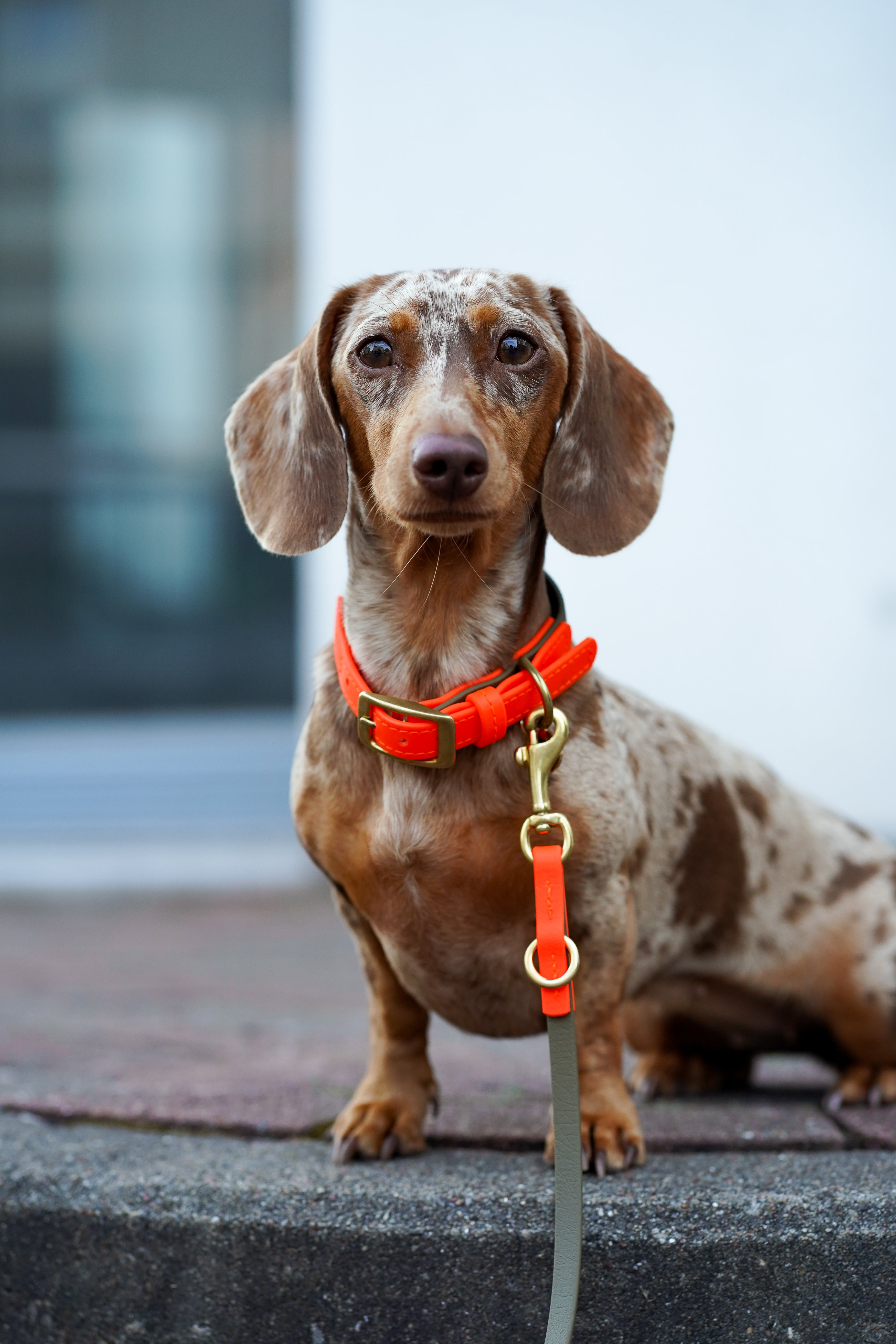 Biothane Halsband Maddison individuell