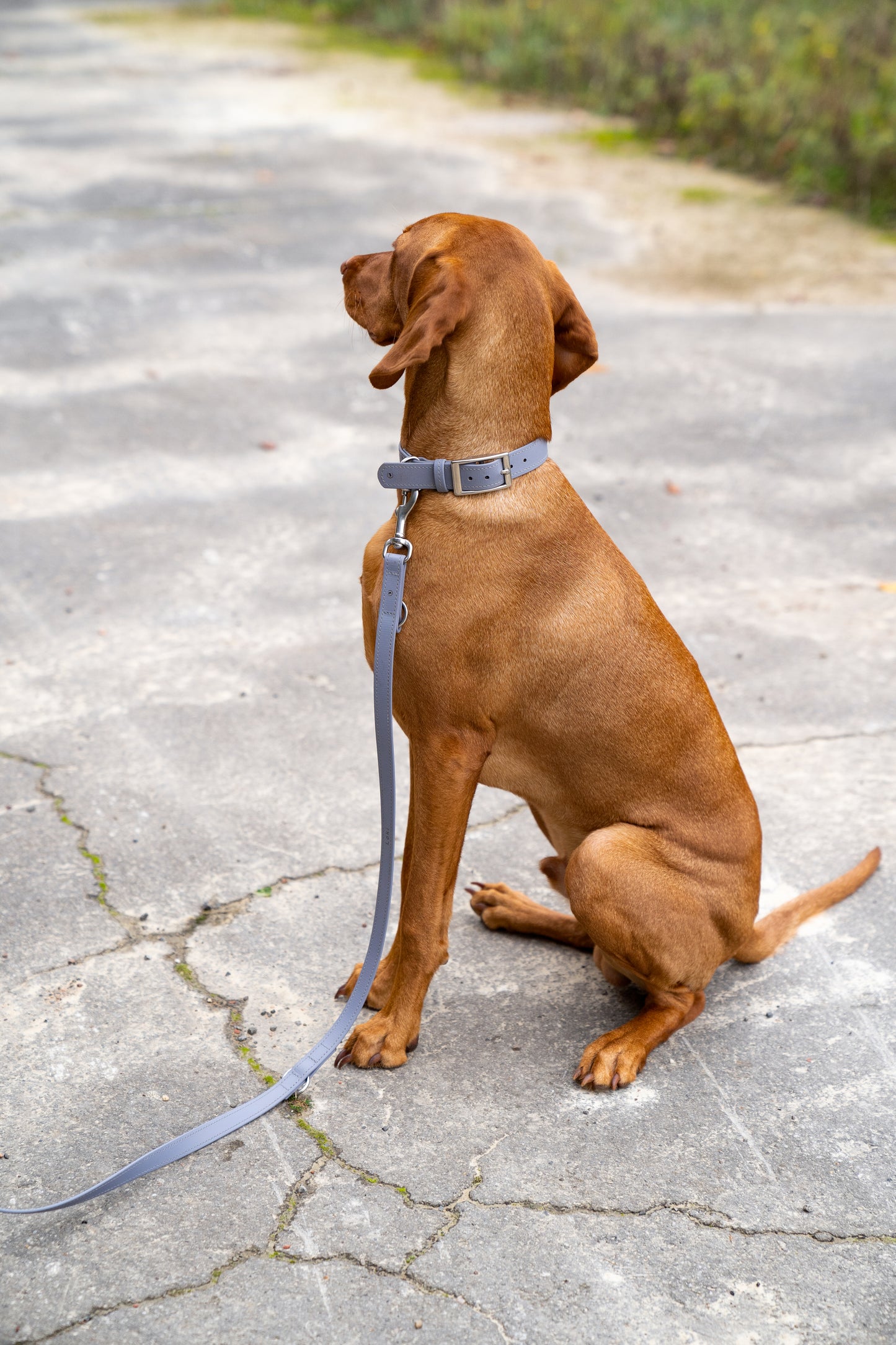 <transcy>Biothane leash Classic</transcy>