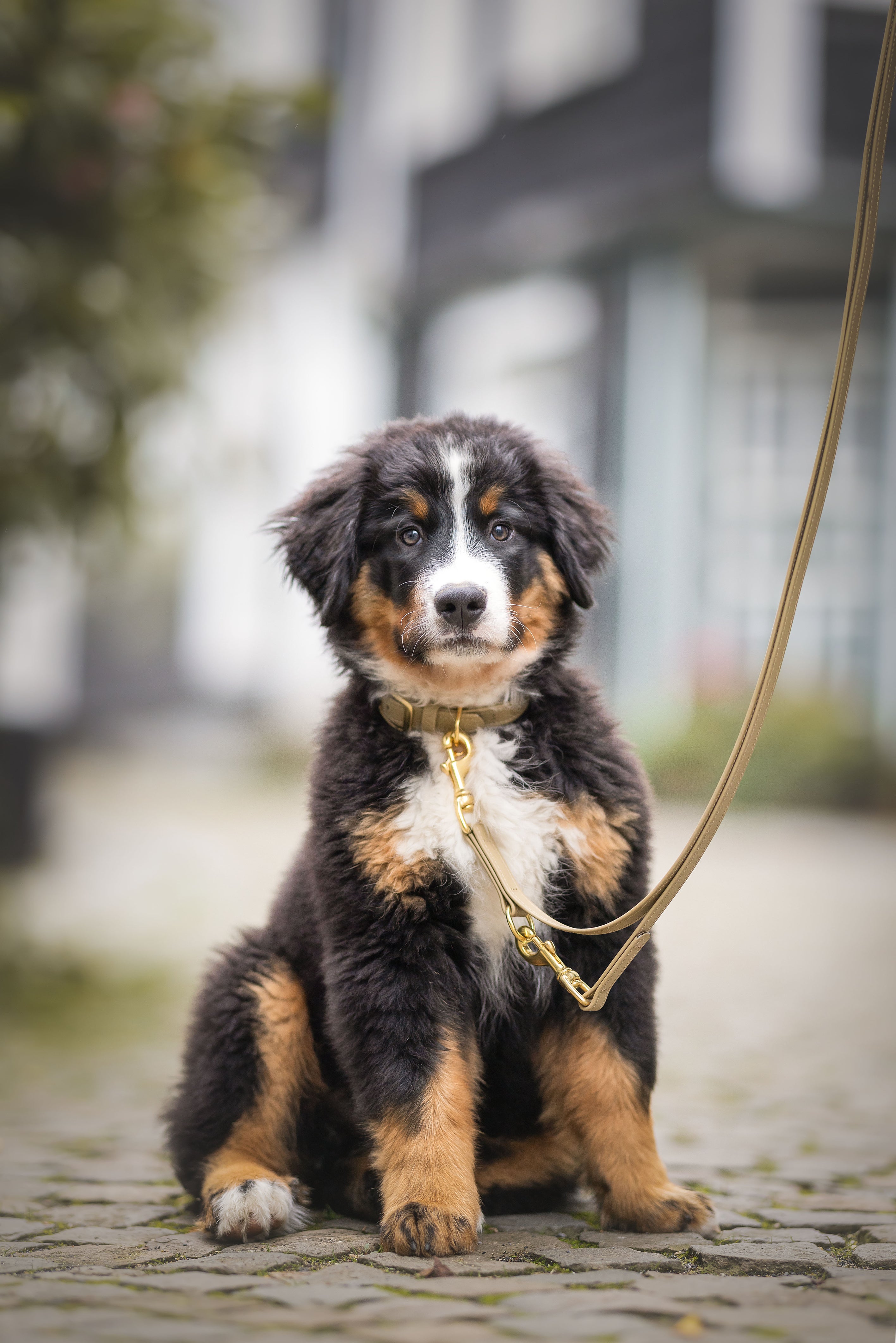 Biothane Leine Classic individuell