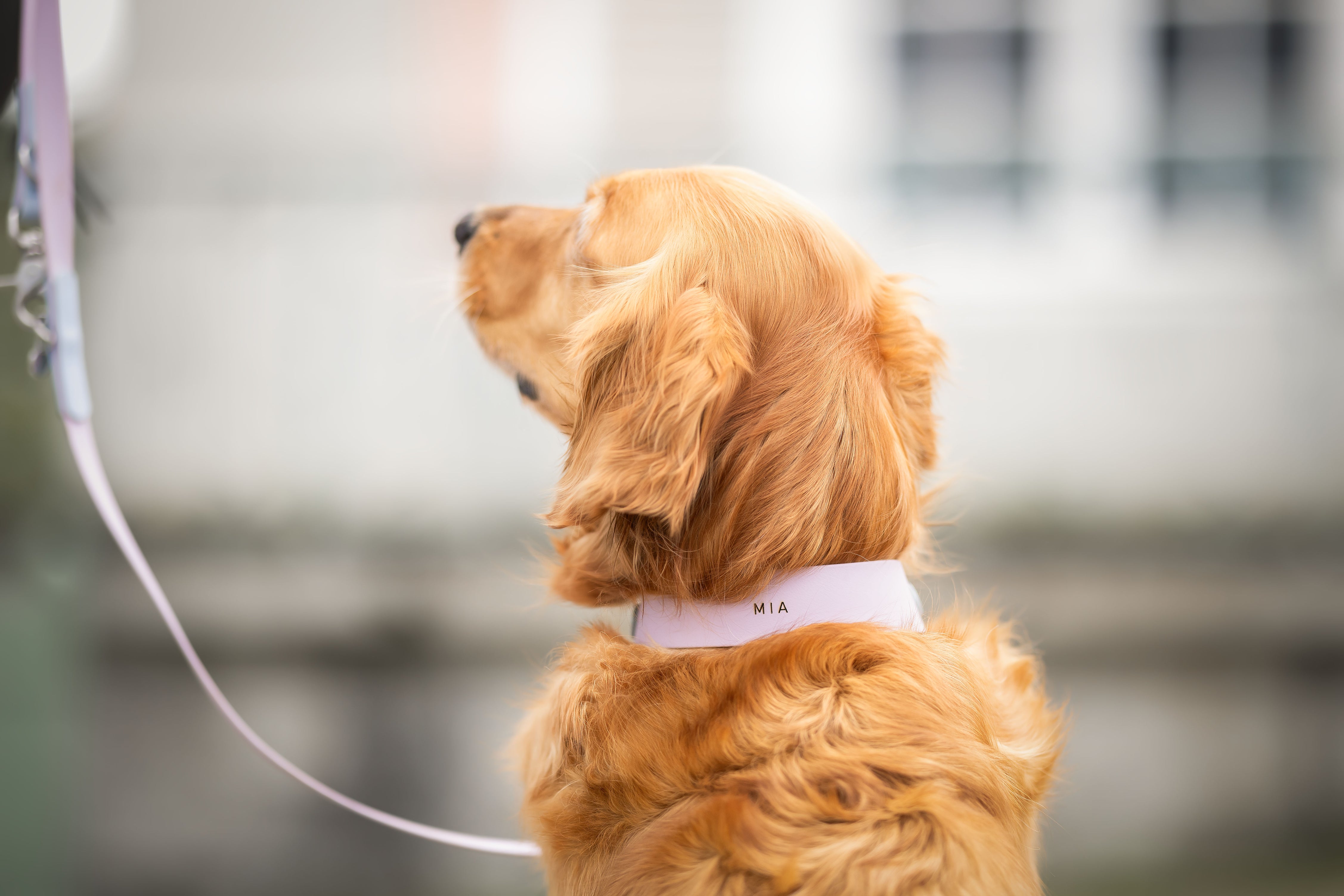 Biothane Zugstopphalsband Maddison 38mm individuell