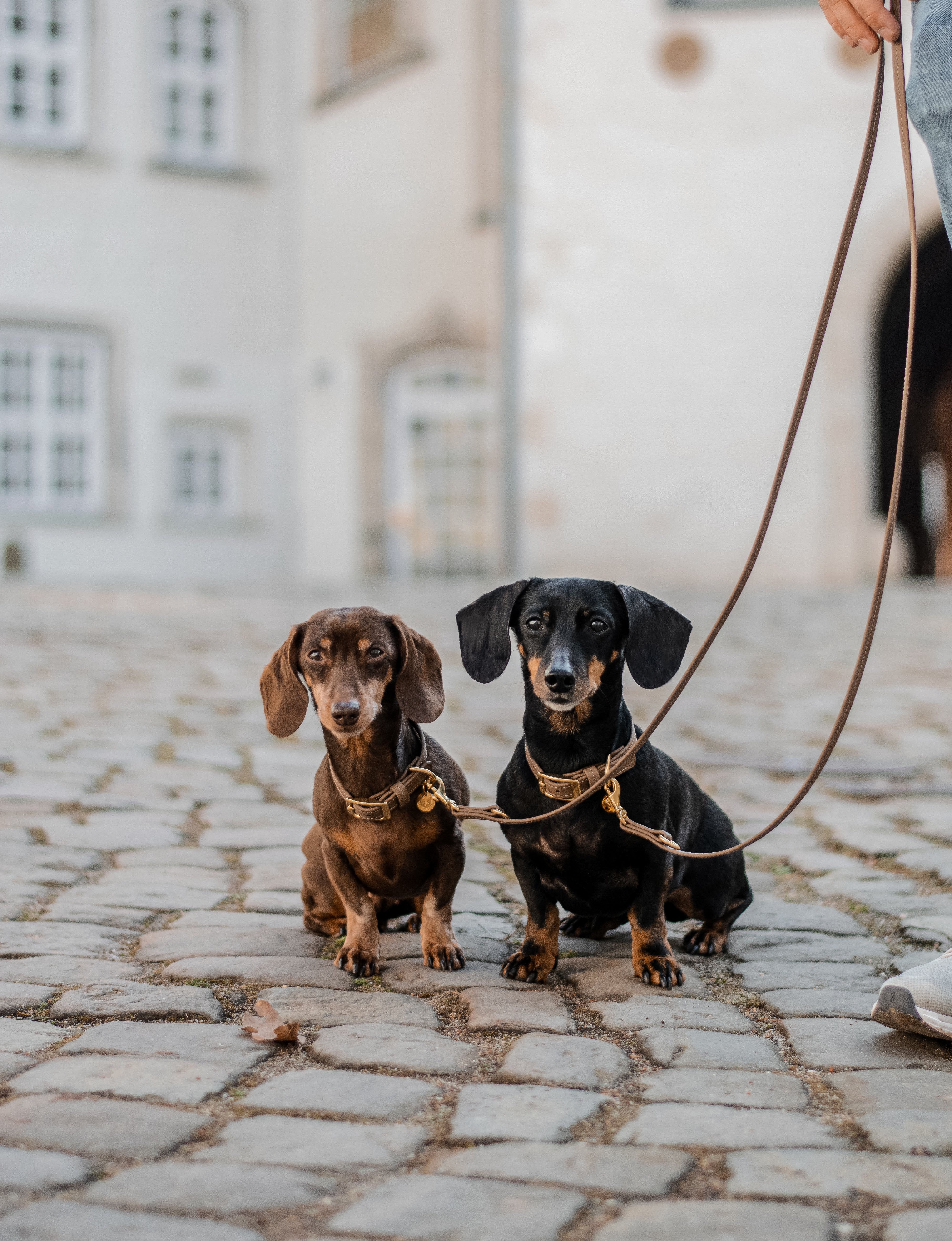 Biothane Leine Classic Small individuell