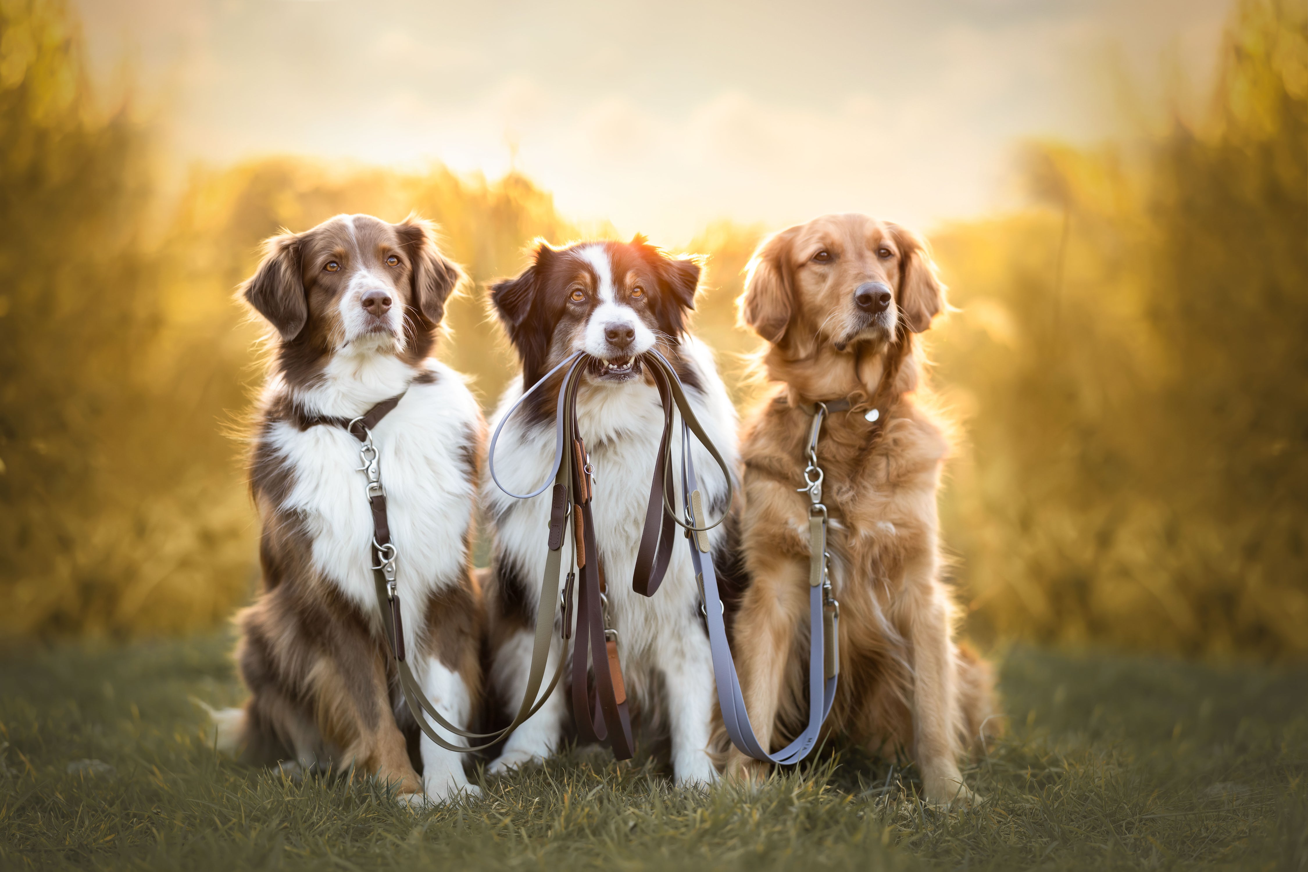 Biothane Zugstopphalsband Maddison individuell