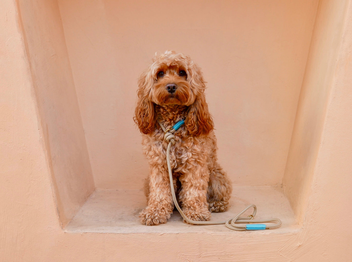 <transcy>Retriever leash</transcy>