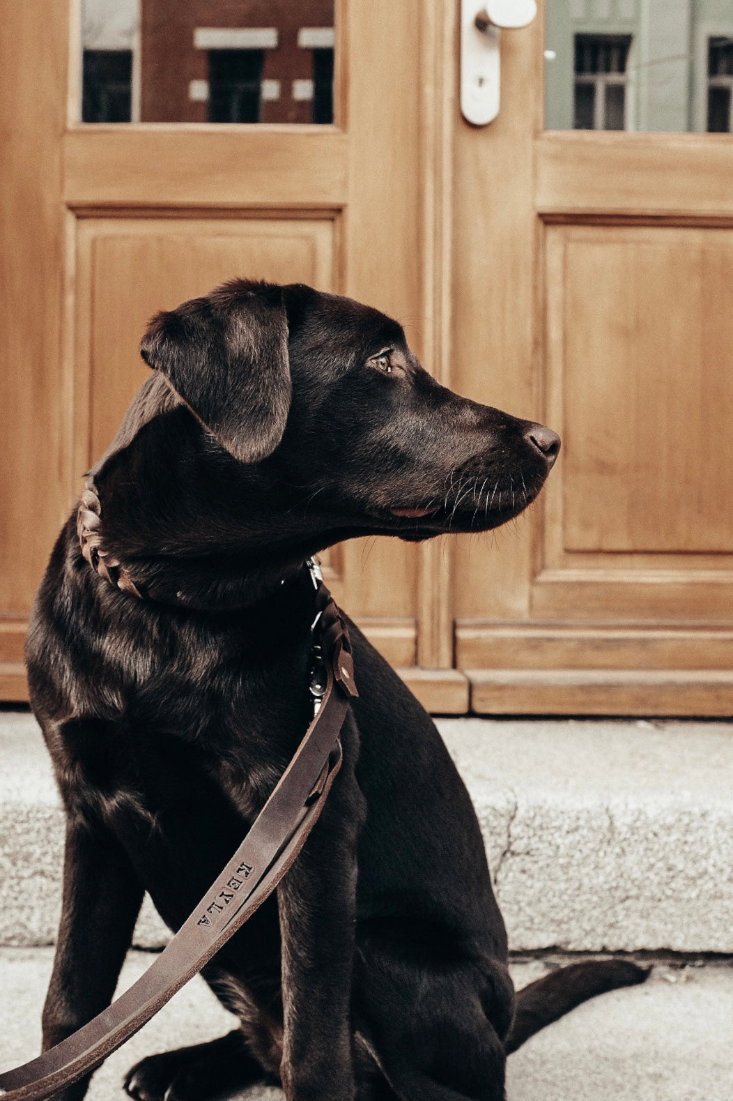 Fettlederhalsband geflochten individuell