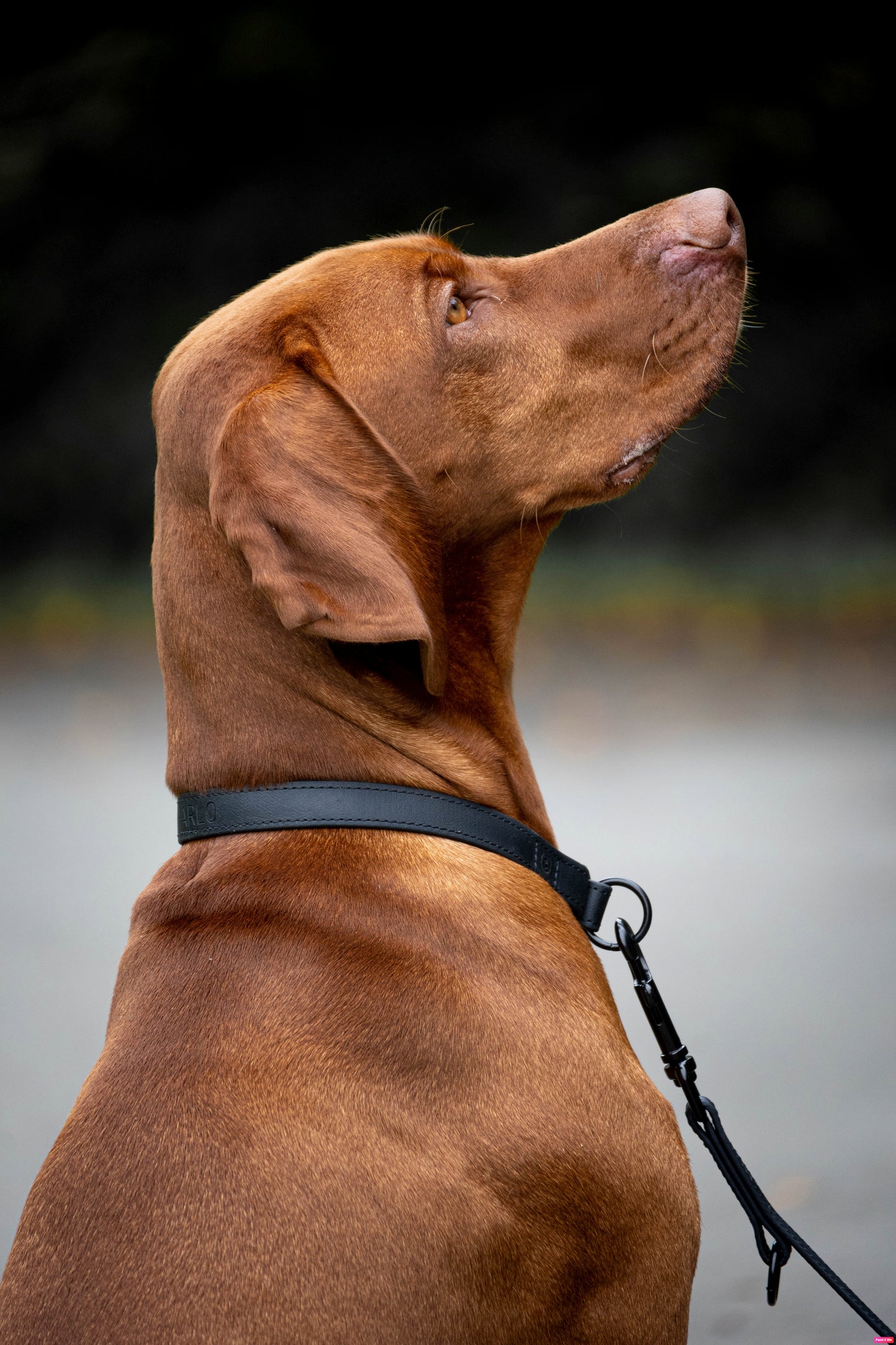 <transcy>Biothane collar Classic</transcy>
