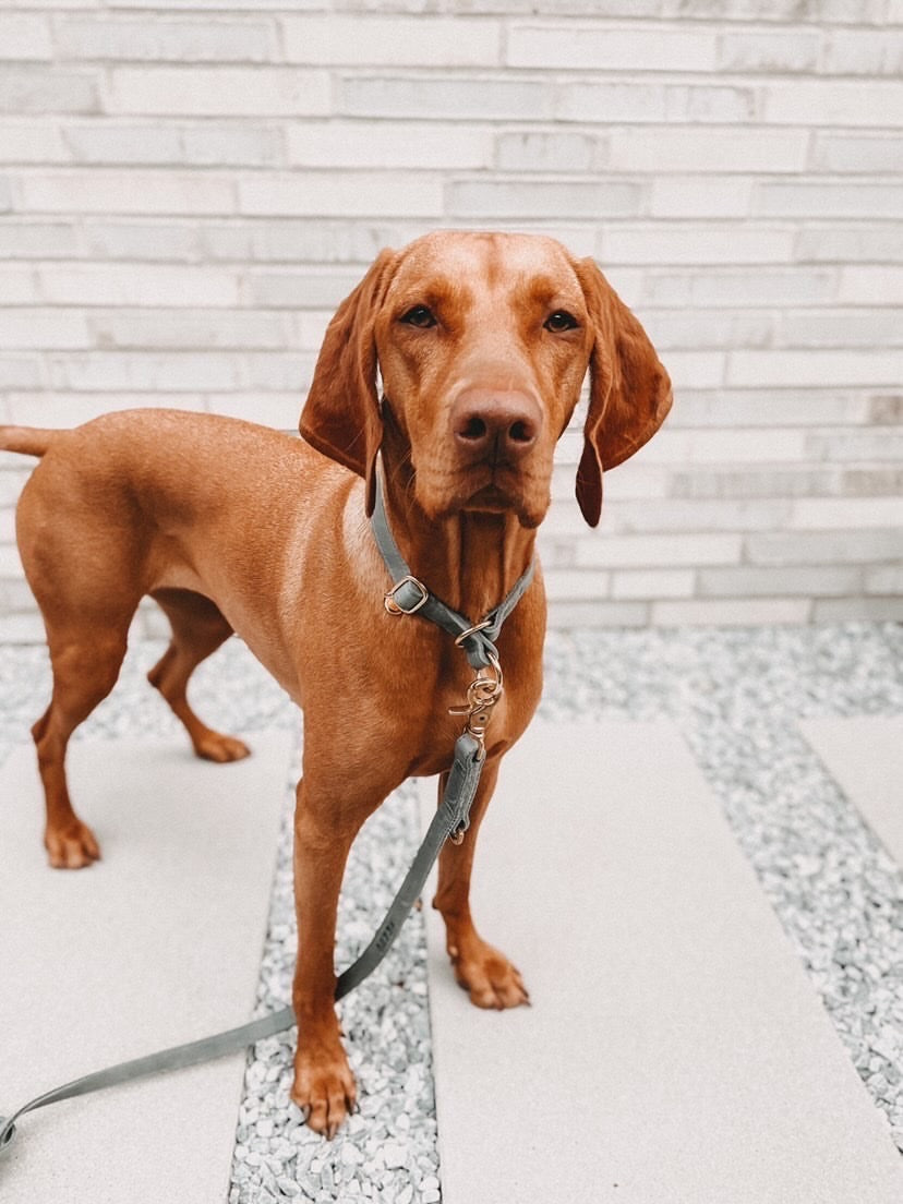Classic greased leather pull stop collar