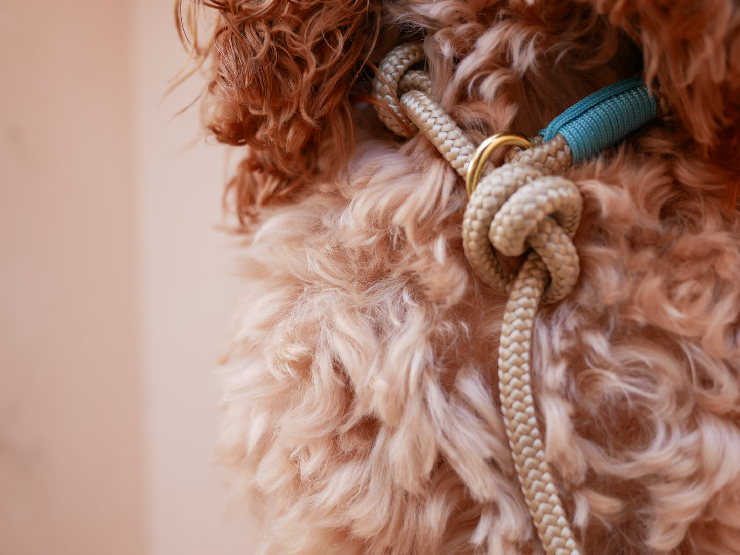 <transcy>Retriever leash</transcy>