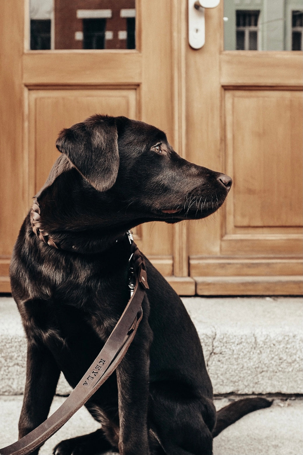 <transcy>Fat leather leash</transcy>