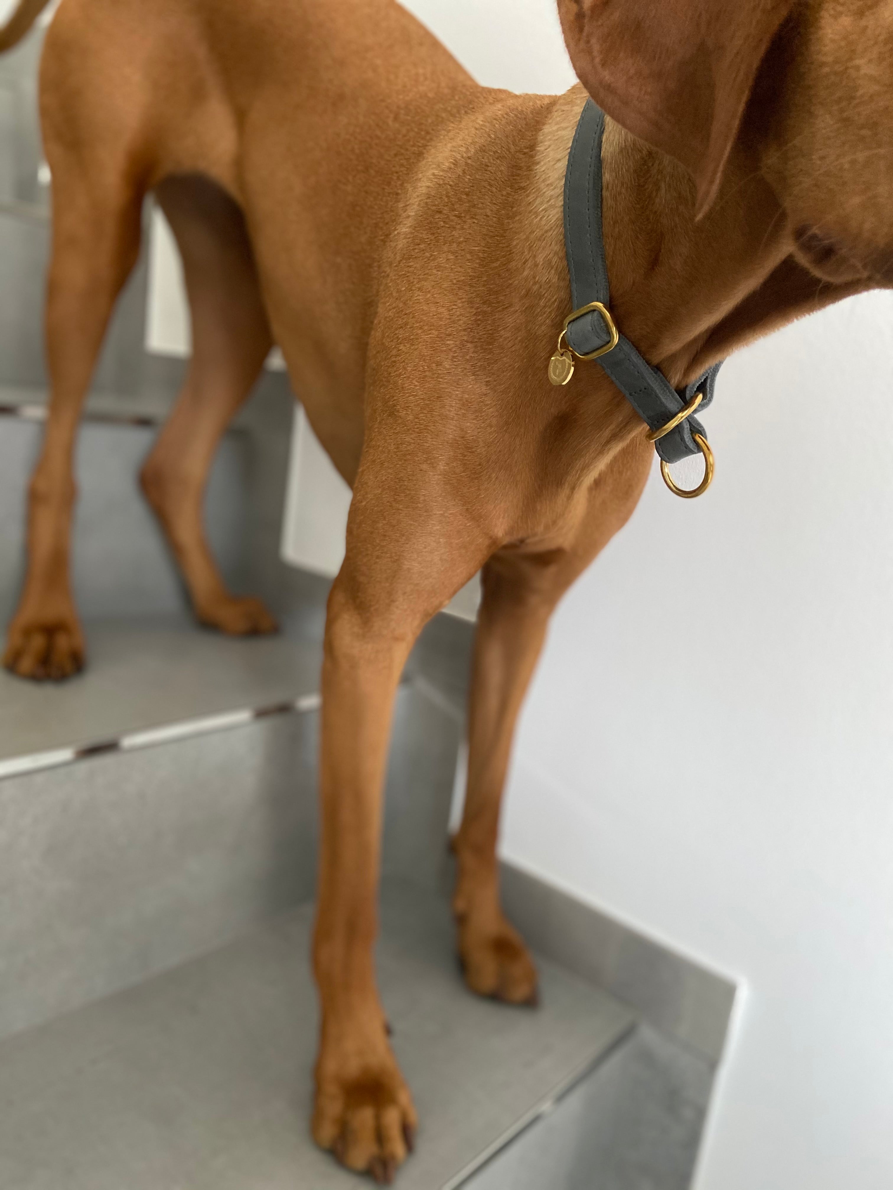 Classic greased leather pull stop collar