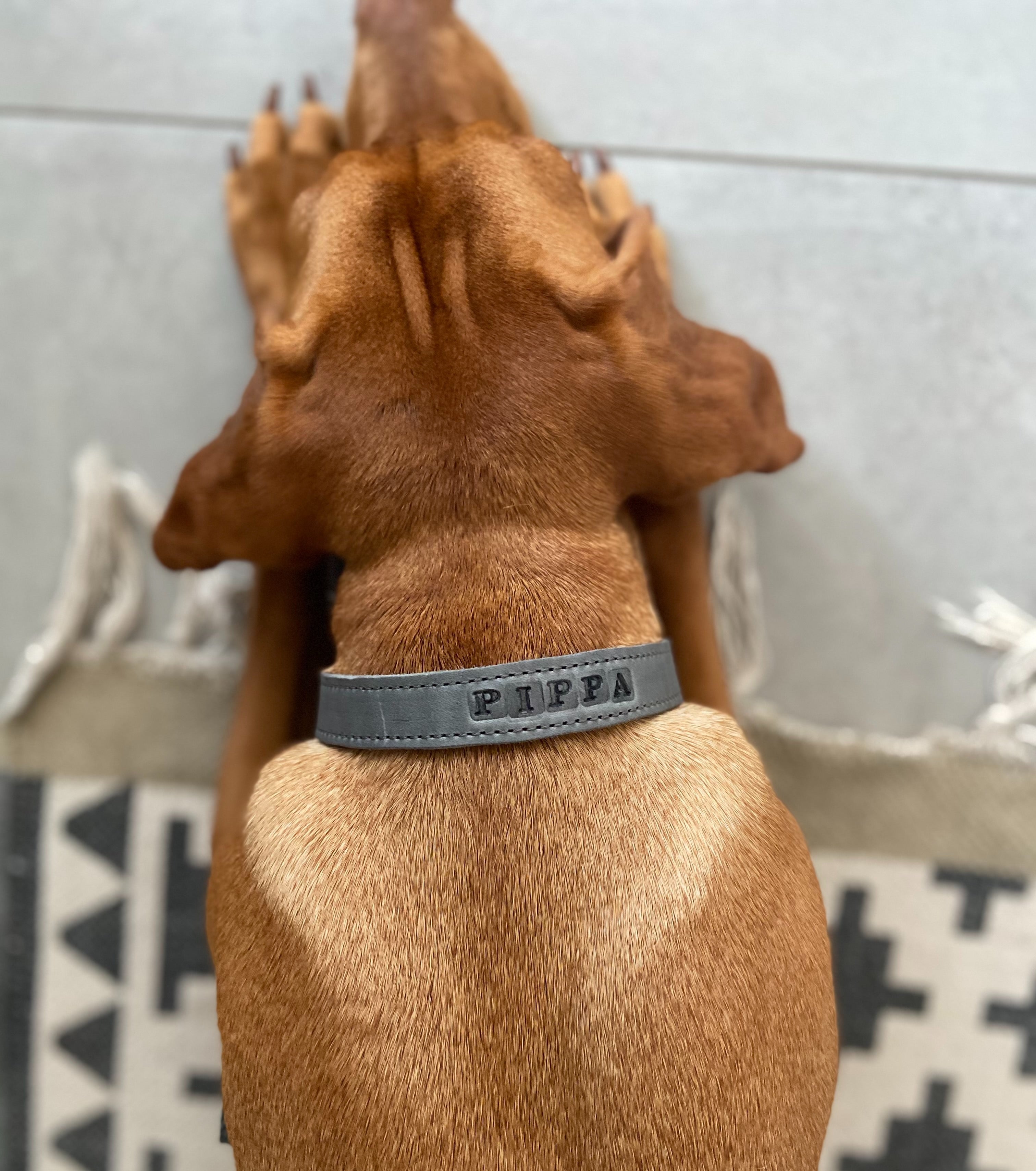 Classic greased leather pull stop collar