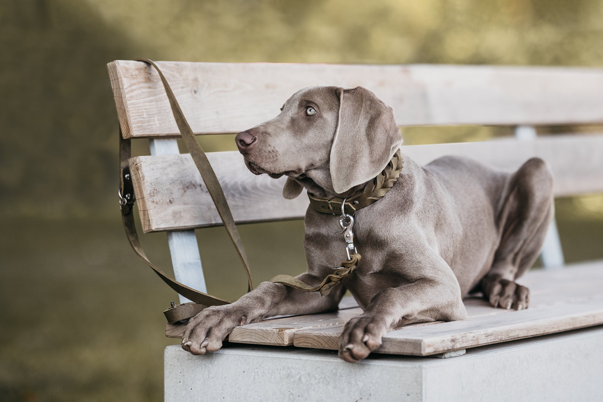 Fettlederleine individuell