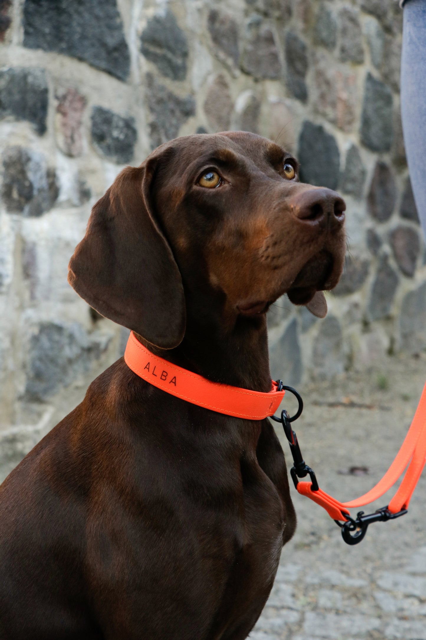 <transcy>Biothane collar Classic</transcy>