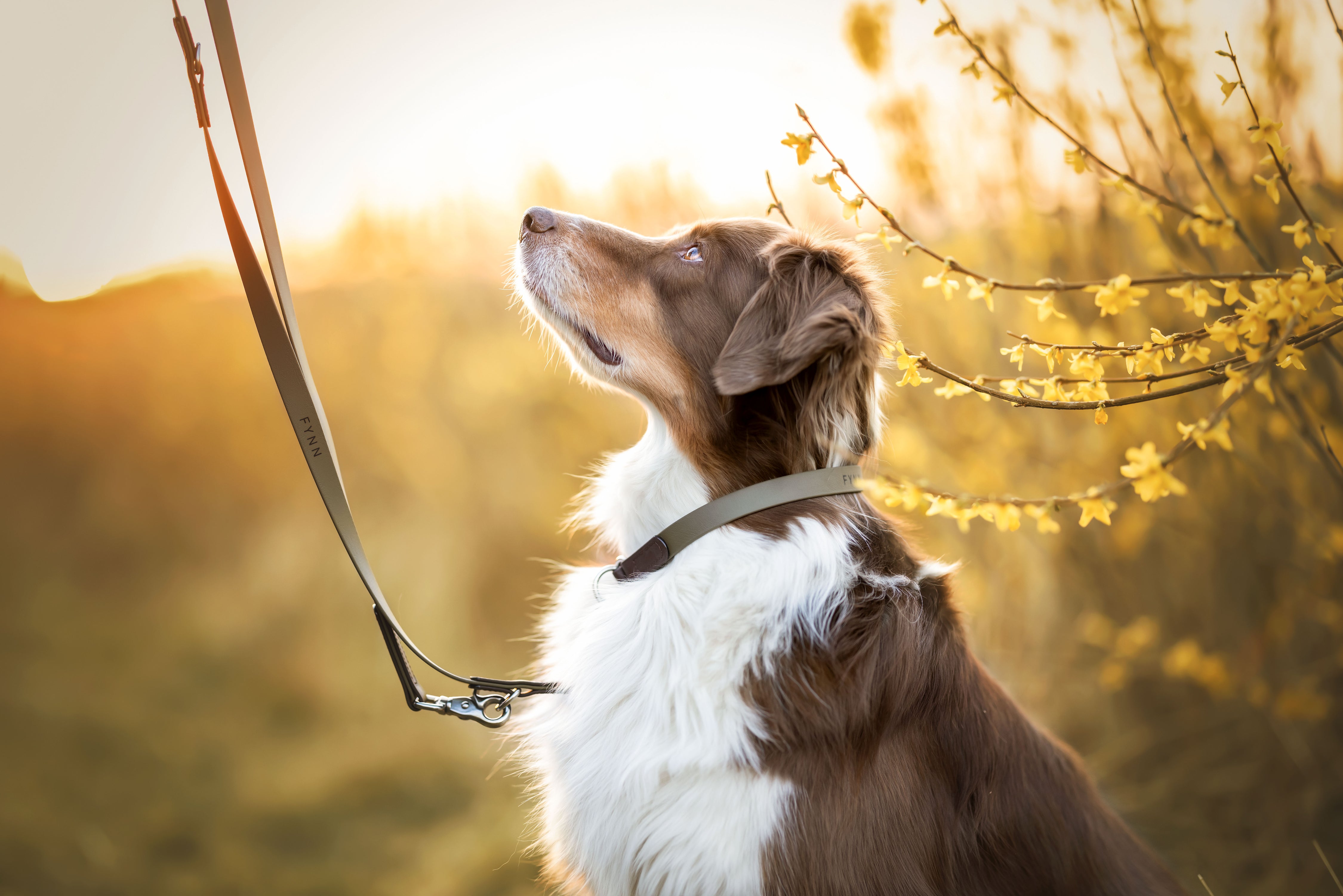 Biothane Zugstopphalsband Maddison individuell