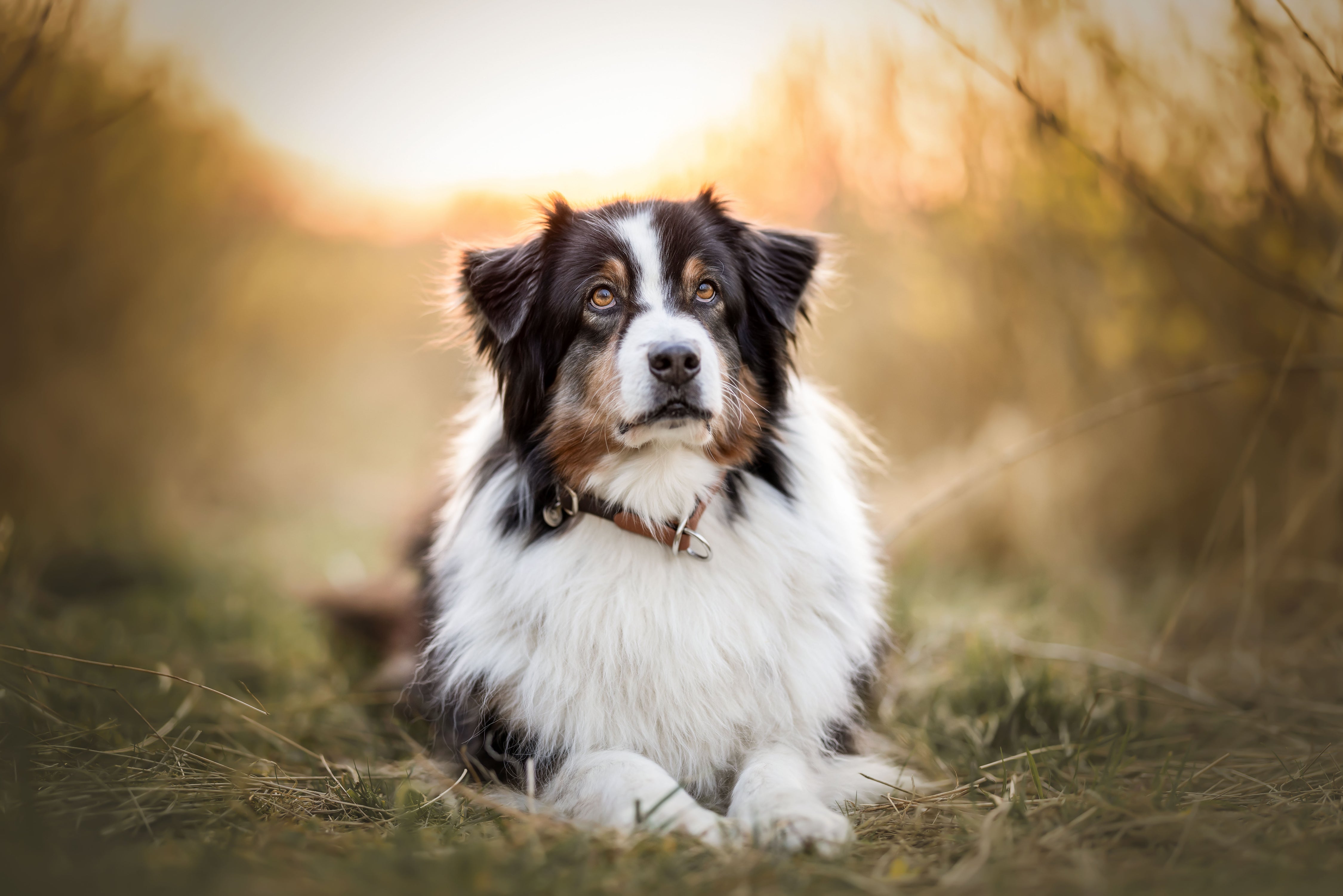 Biothane Zugstopphalsband Maddison individuell