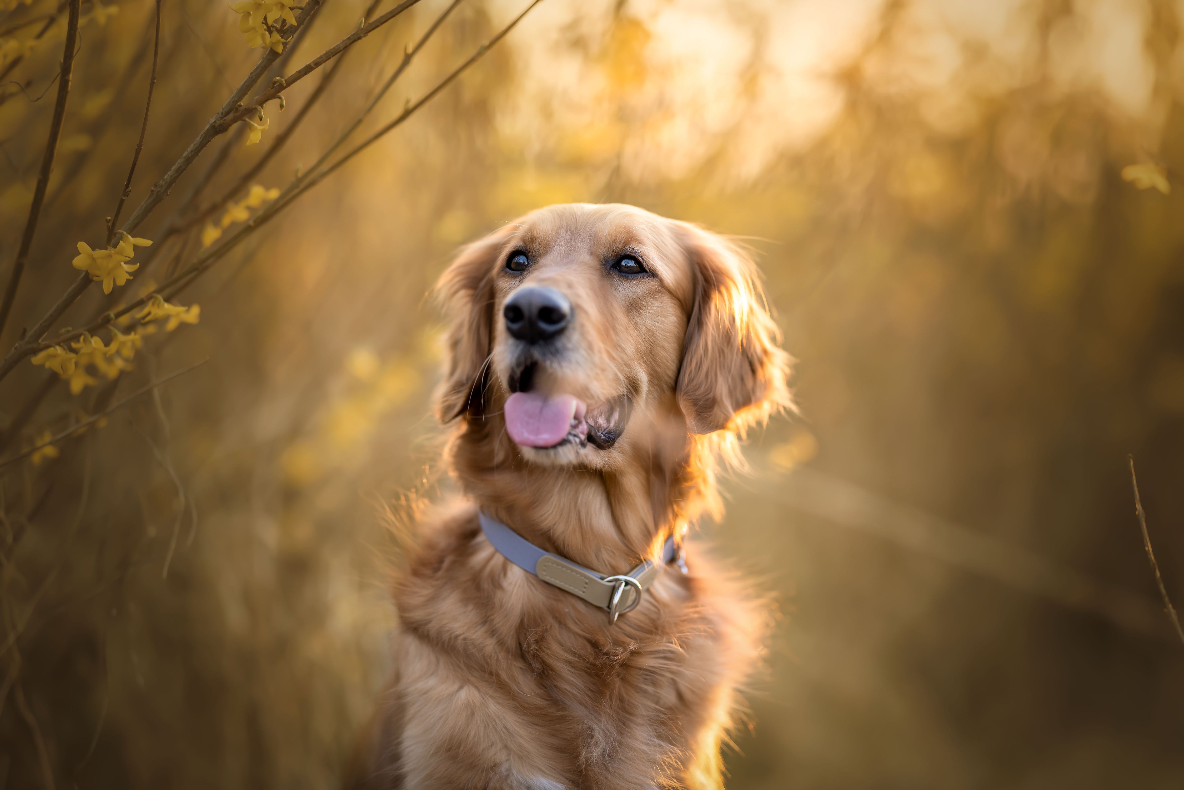 Biothane Zugstopphalsband Maddison individuell