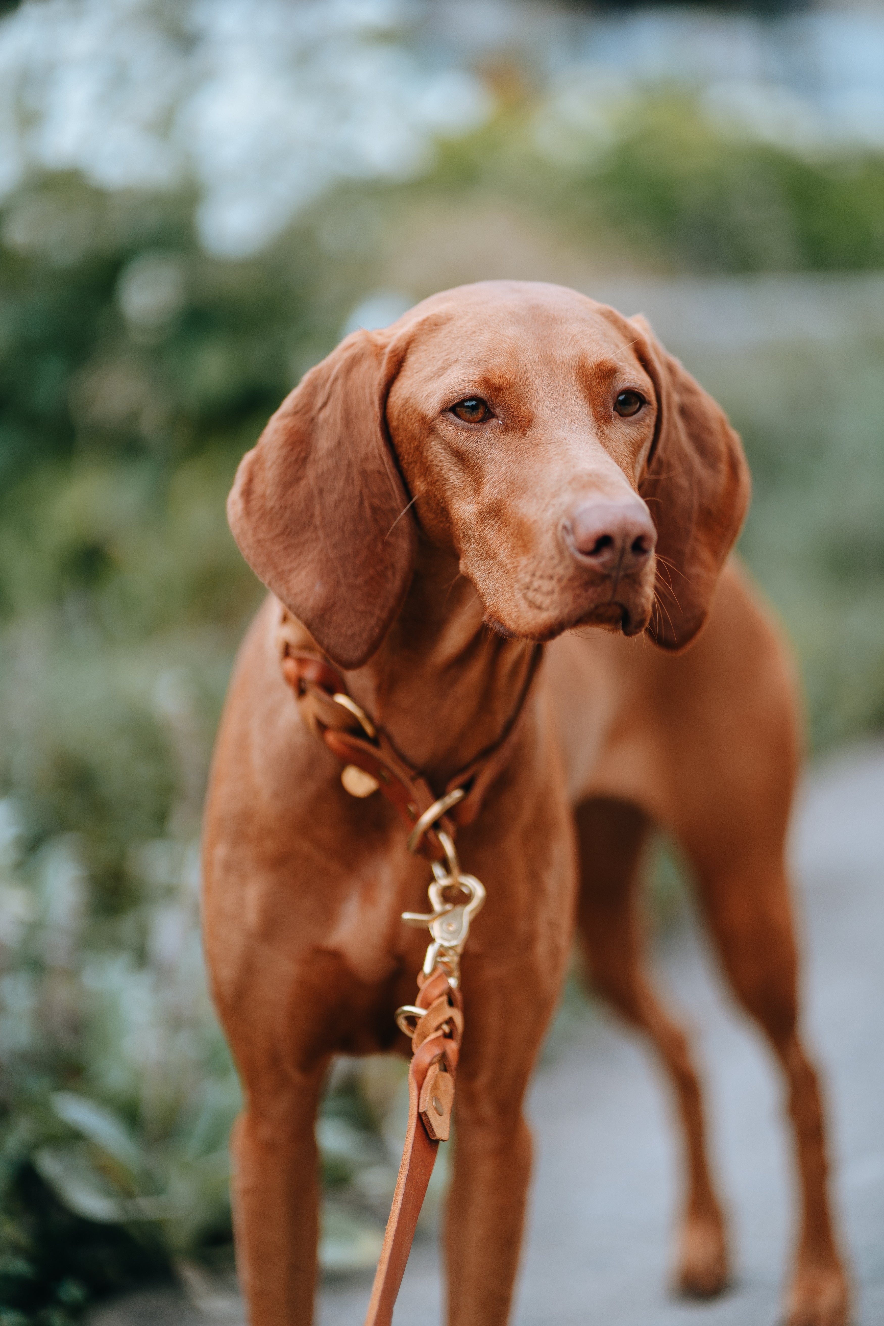 <transcy>Fat leather leash</transcy>
