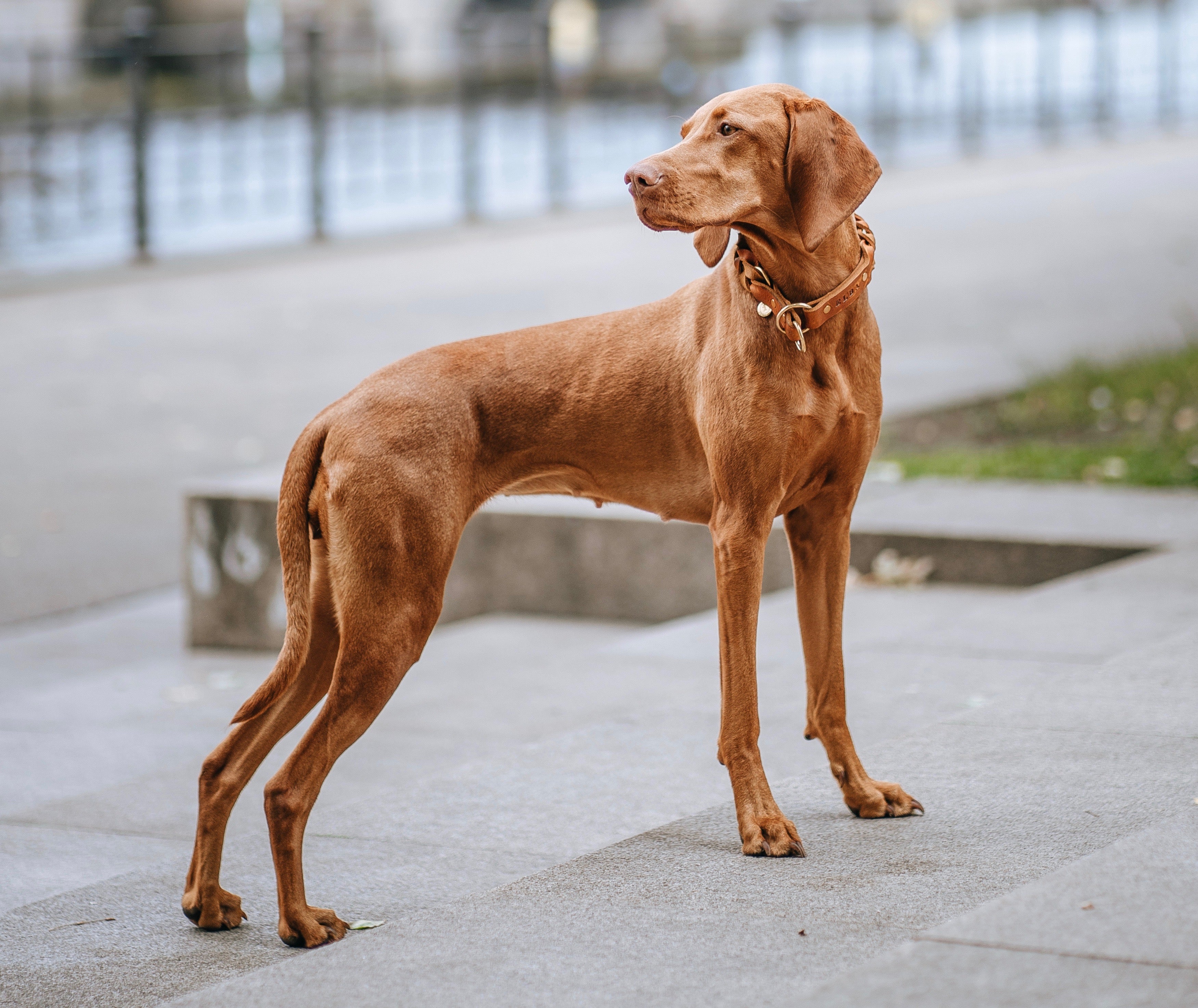 Fettleder-Zugstopphalsband geflochten individuell