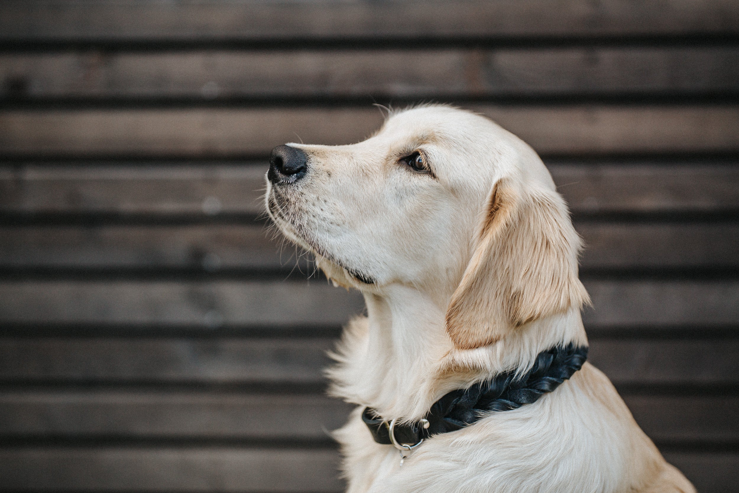 Fettlederhalsband geflochten individuell