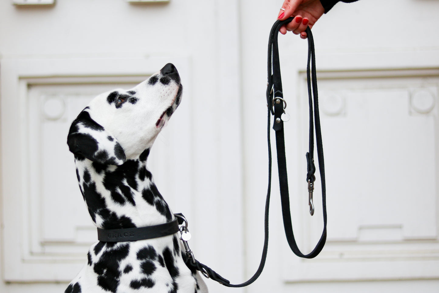 Fettlederhalsband