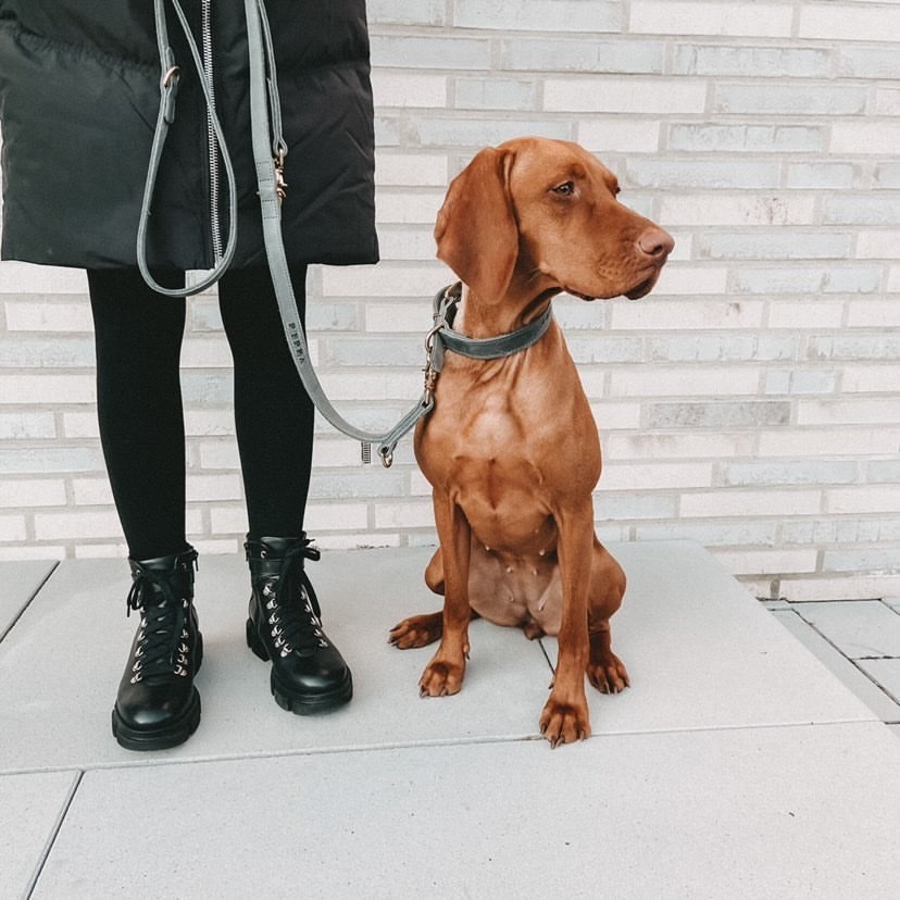 <transcy>Classic leather leash</transcy>